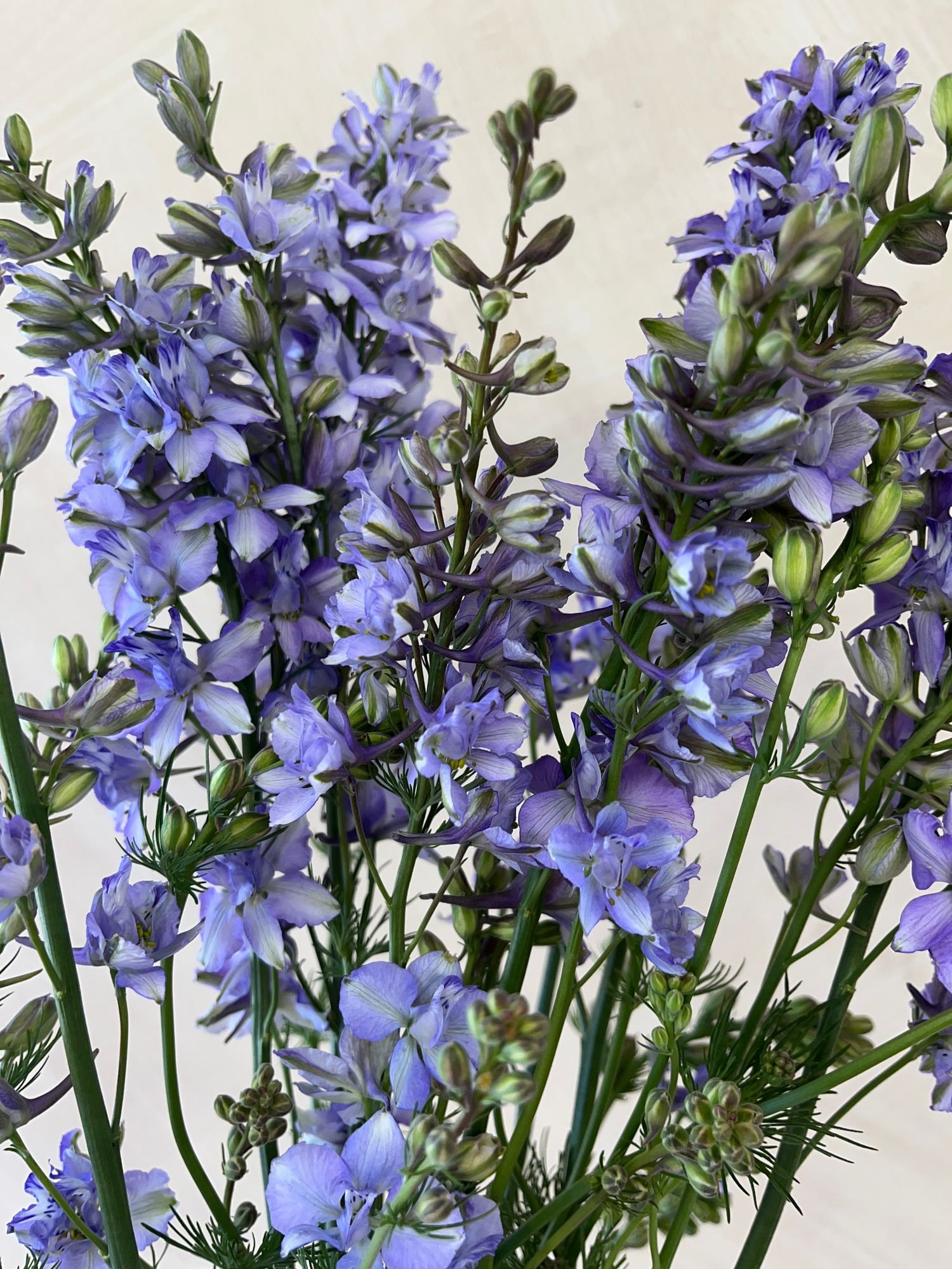 Larkspur QIS Light Blue