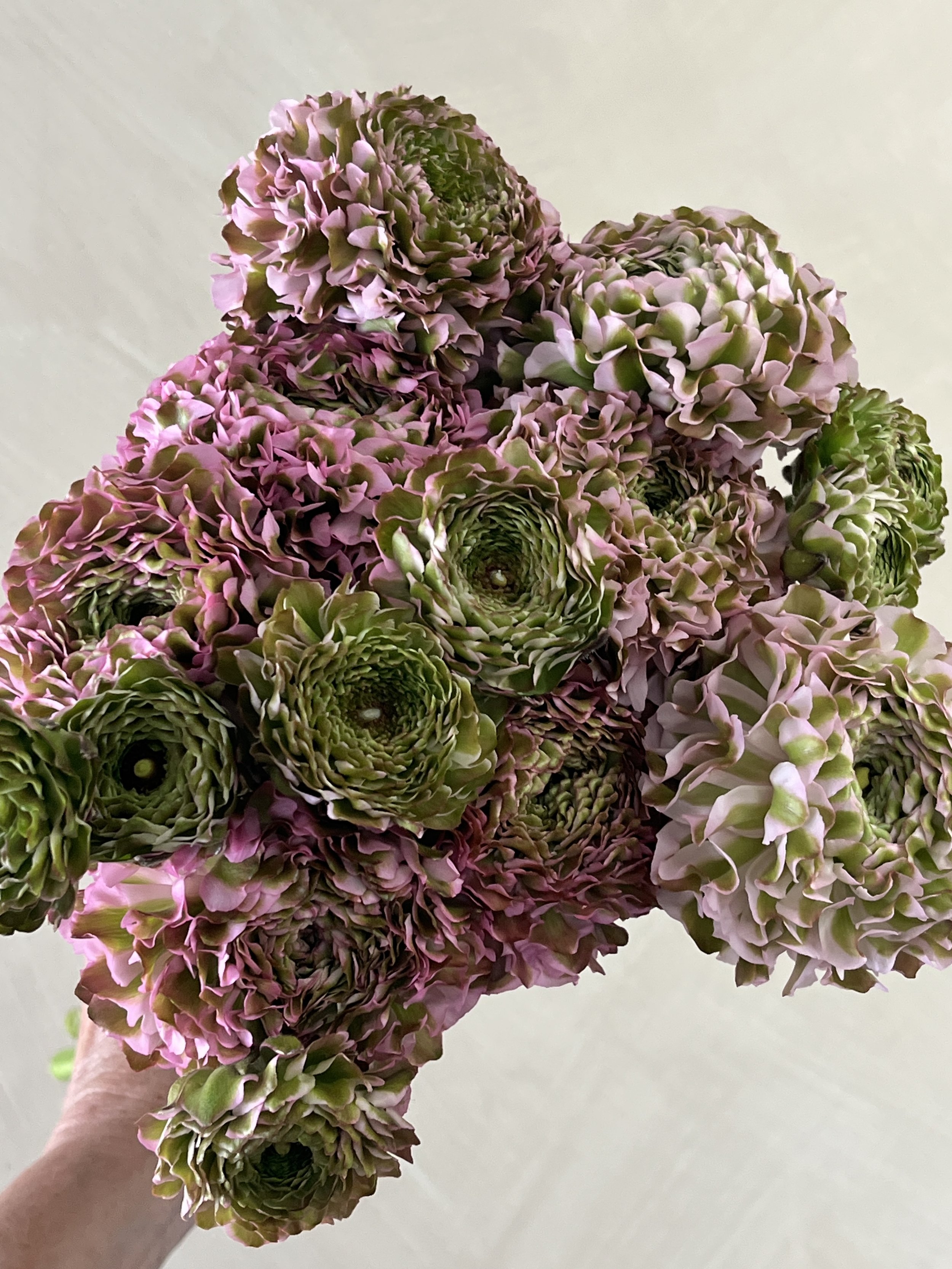 RANUNCULUS Cloni Pon Pon Candy