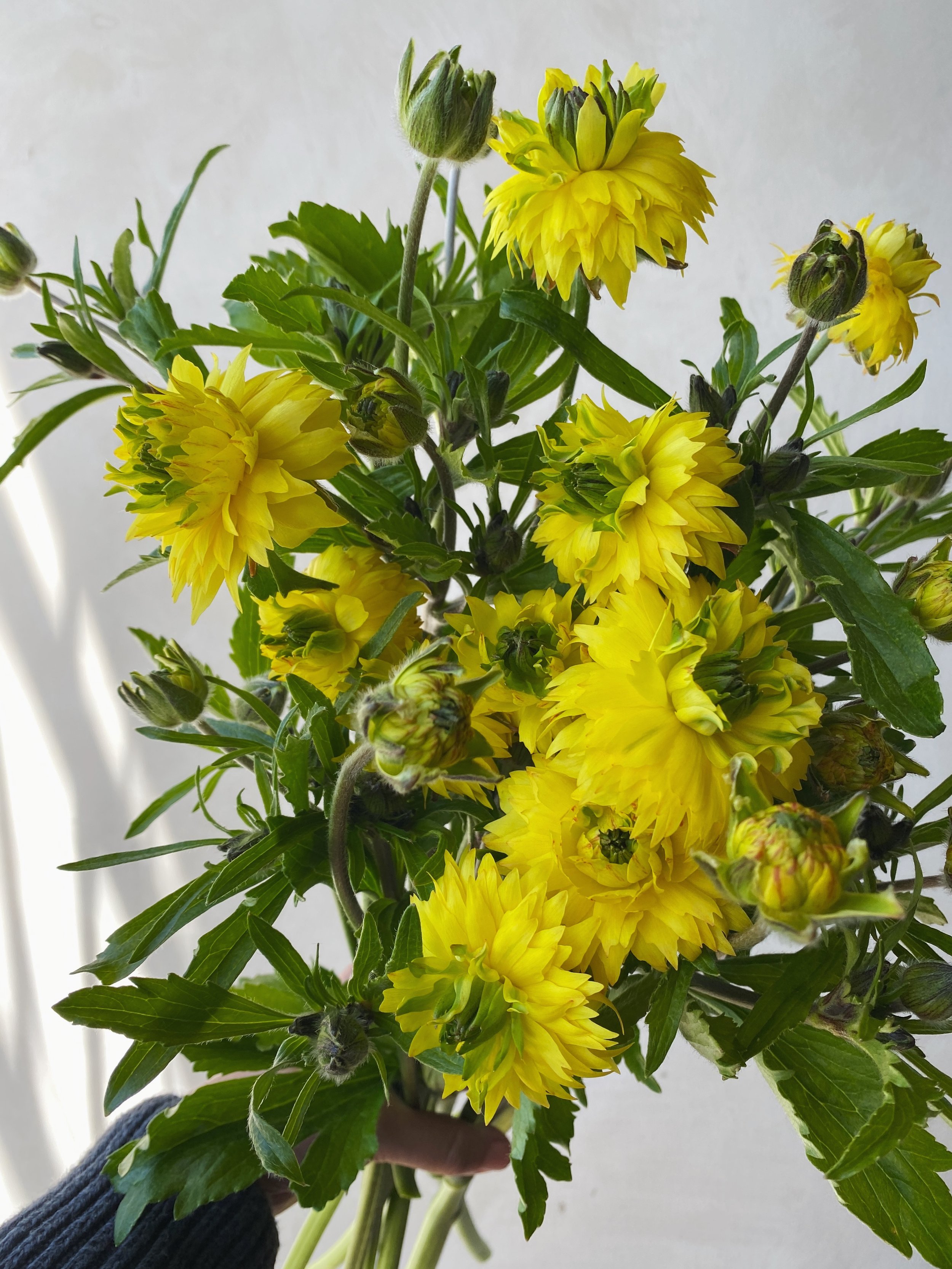 Ranunculus 'Moderna 801'