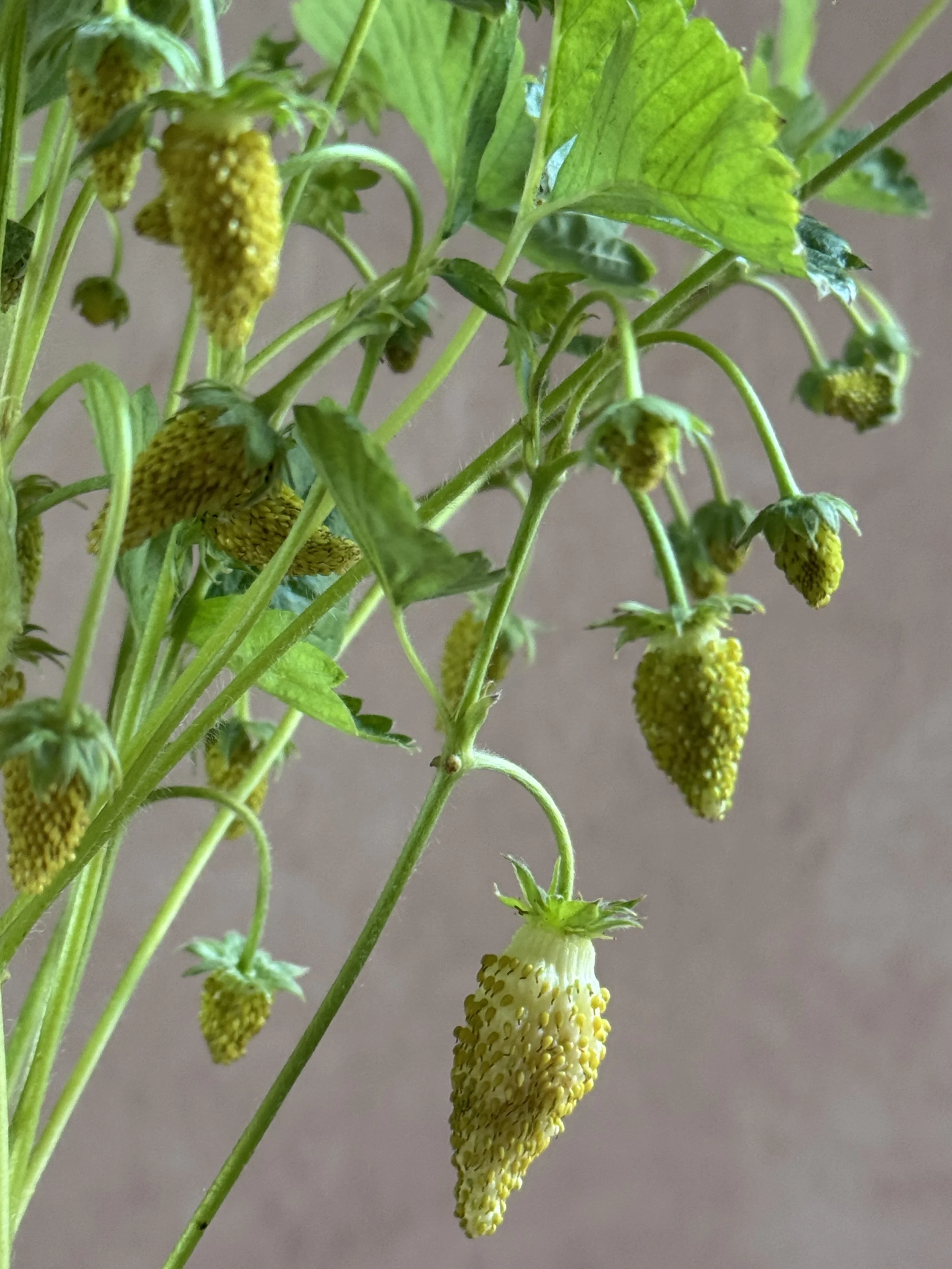 FRAGARIA vesca Alpine White Strawberry
