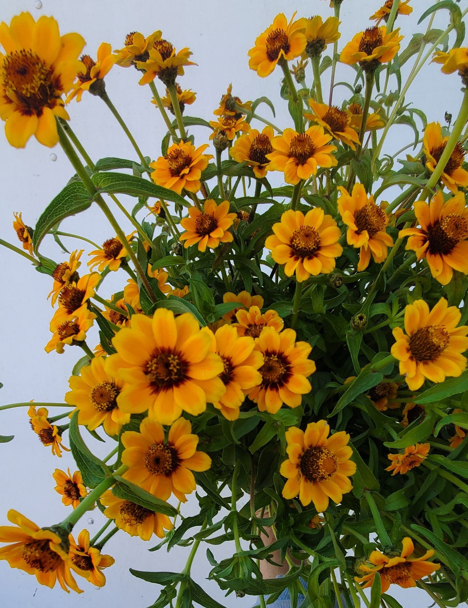 Zinnia 'Soleado'