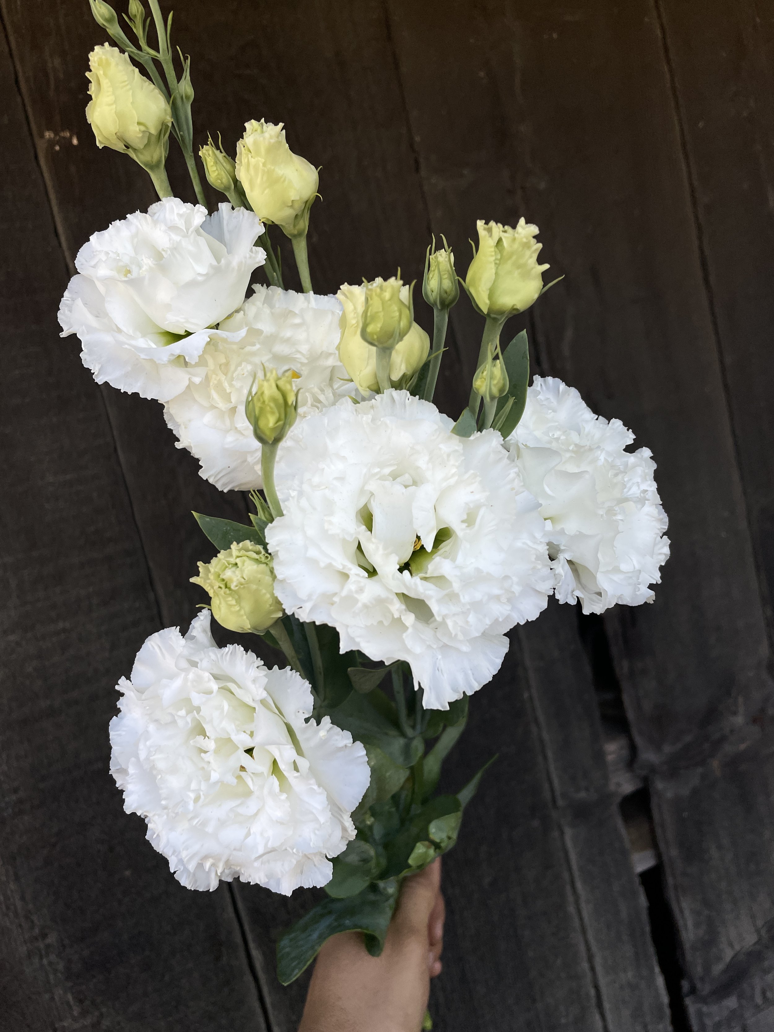 EUSTOMA grandiflorum Voyage White