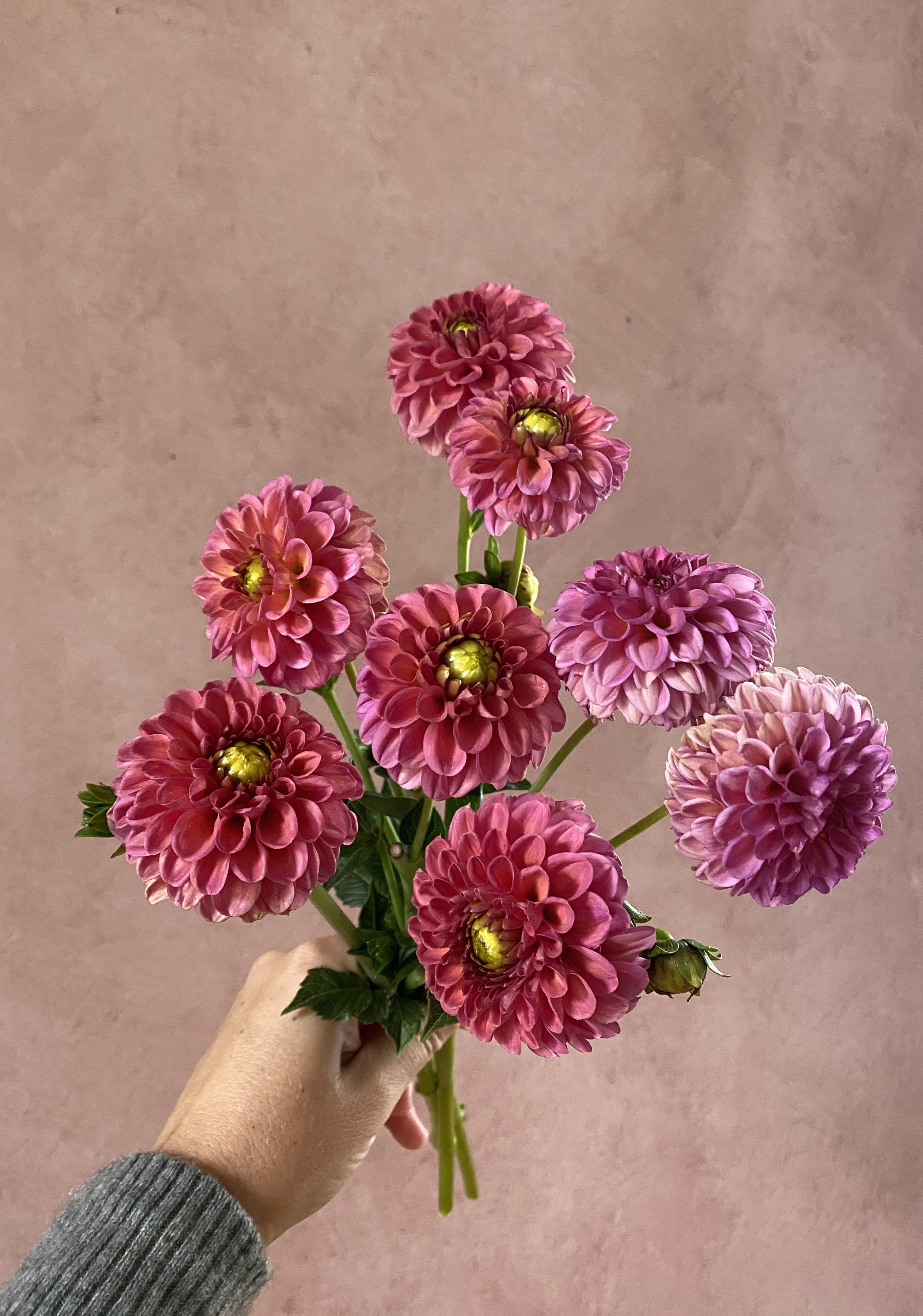 Dahlia 'Zundert Mystery Fox'