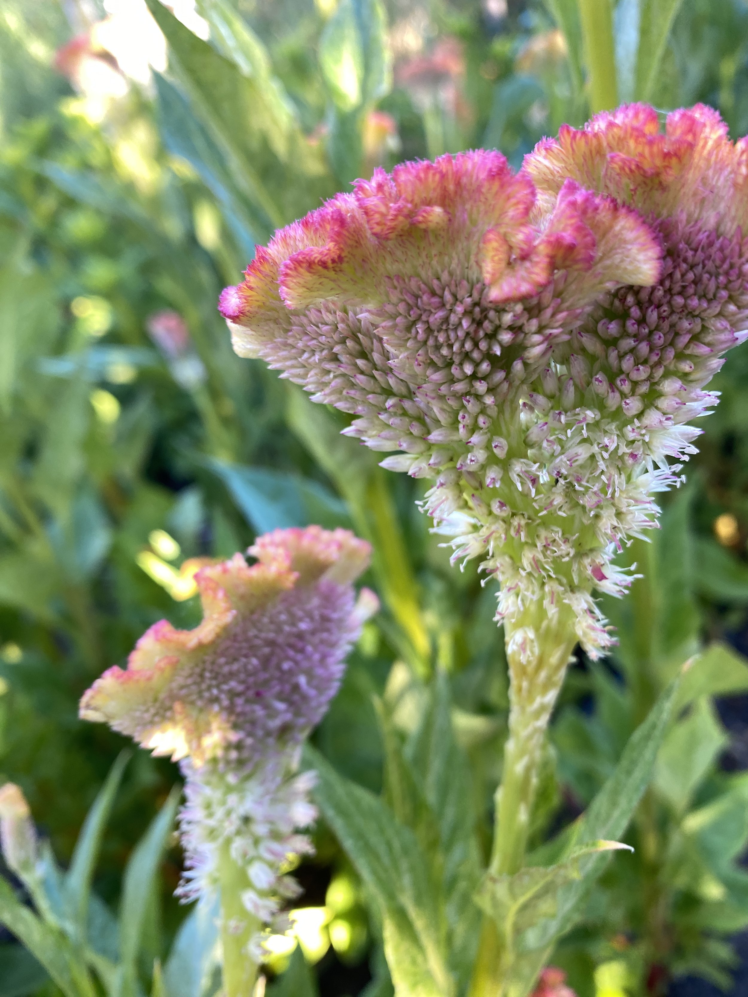 Celosia 'Bossa Bar Champagne'