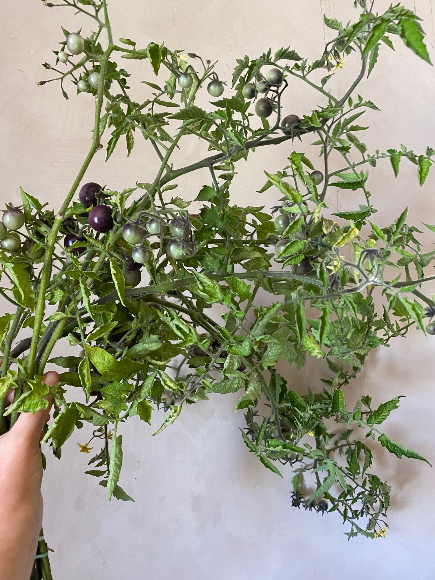 Tomato 'Blue Cream Berries'