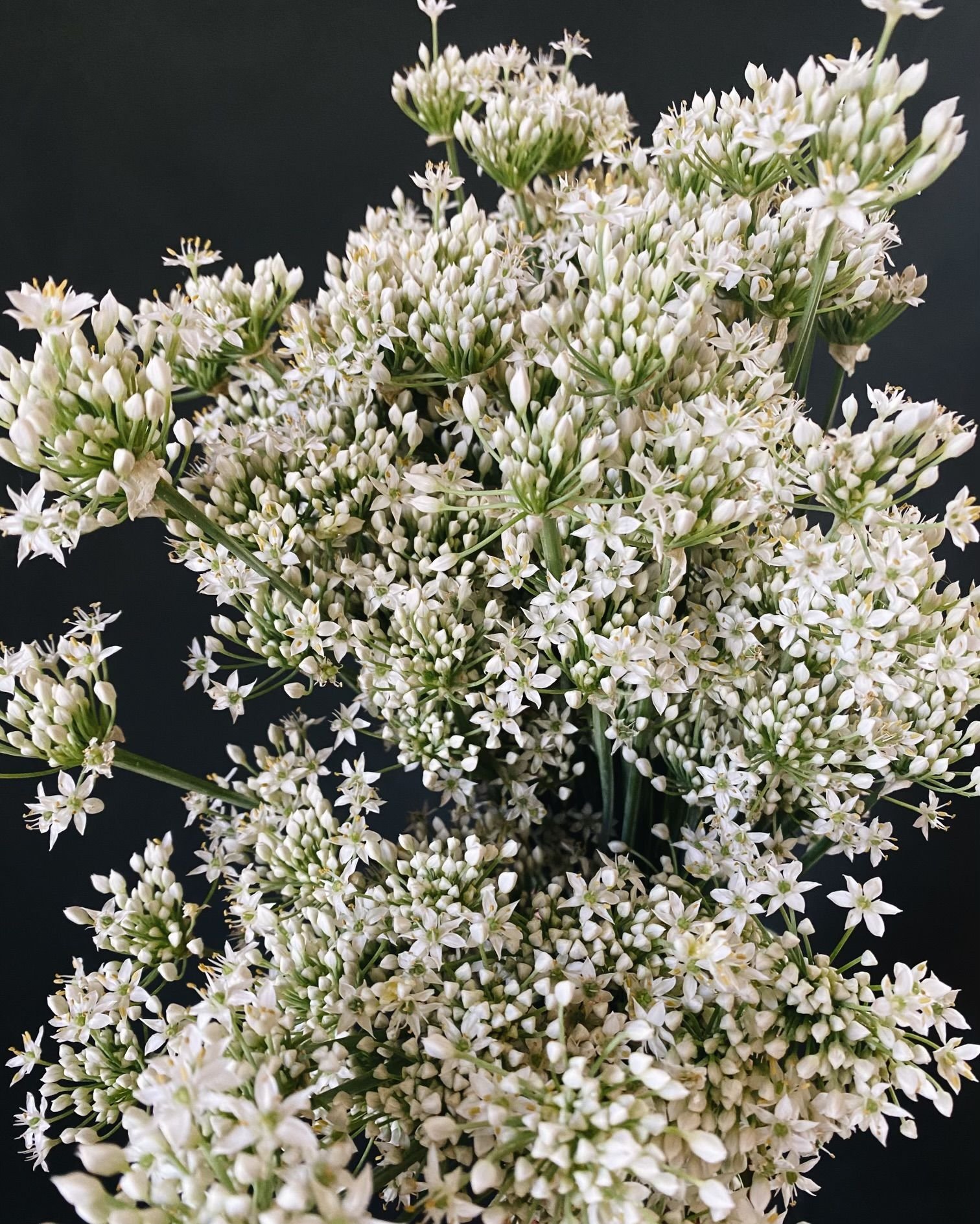 Allium tuberosum (photo is showing 20 bunches)