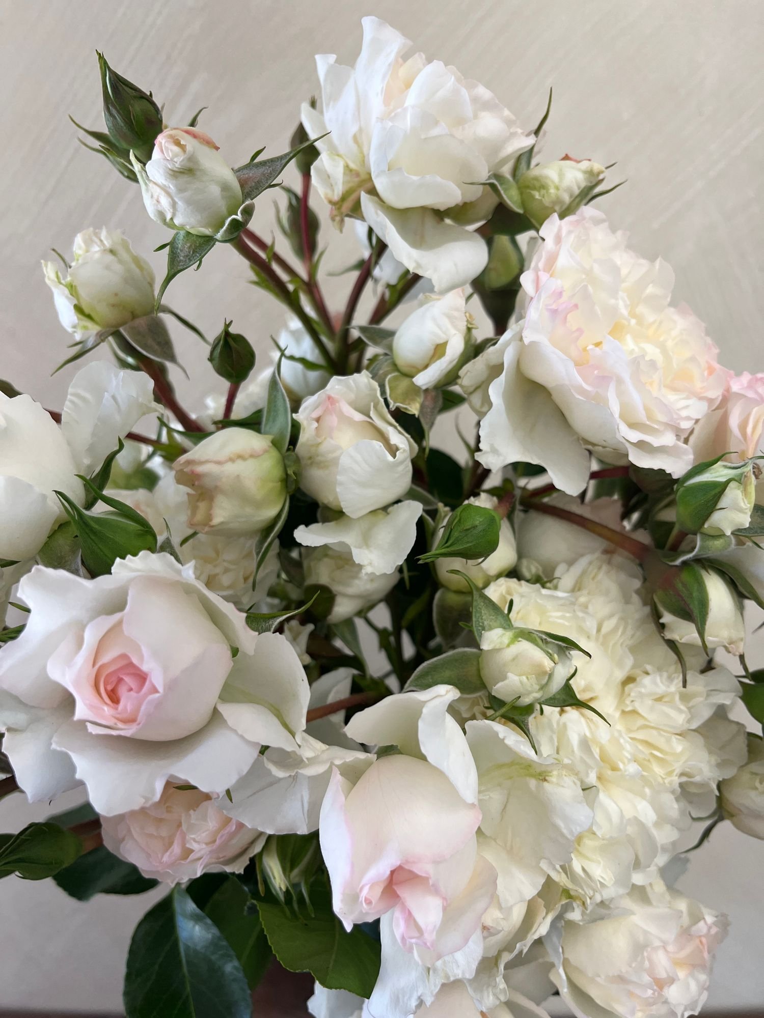 Rose 'White Meidiland' $32 bu