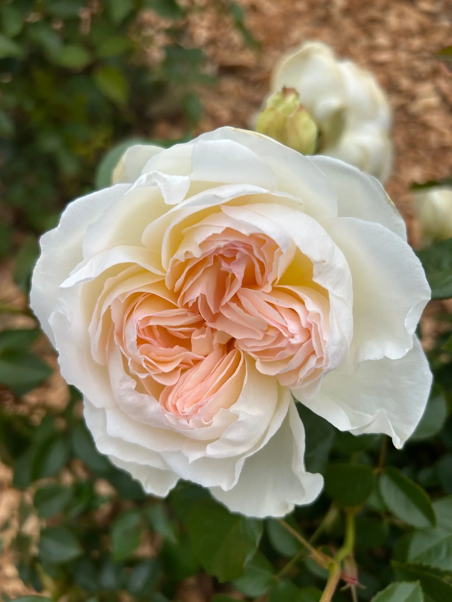 ROSA hybrida Bolero