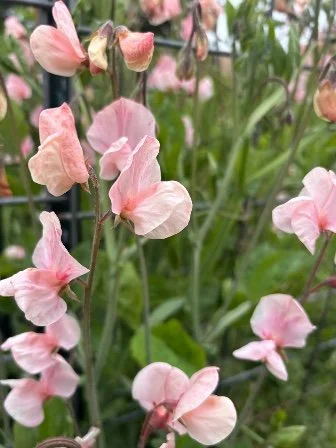 LATHYRUS odoratus Shell Pink.jpeg