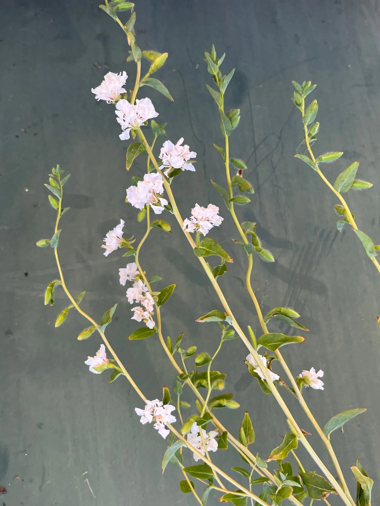 CLARKIA unguiculata Elegant White