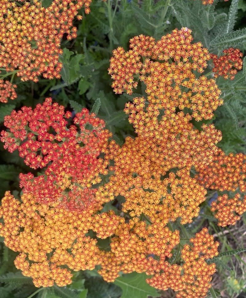 Yarrow 'Sunset' $11 bu