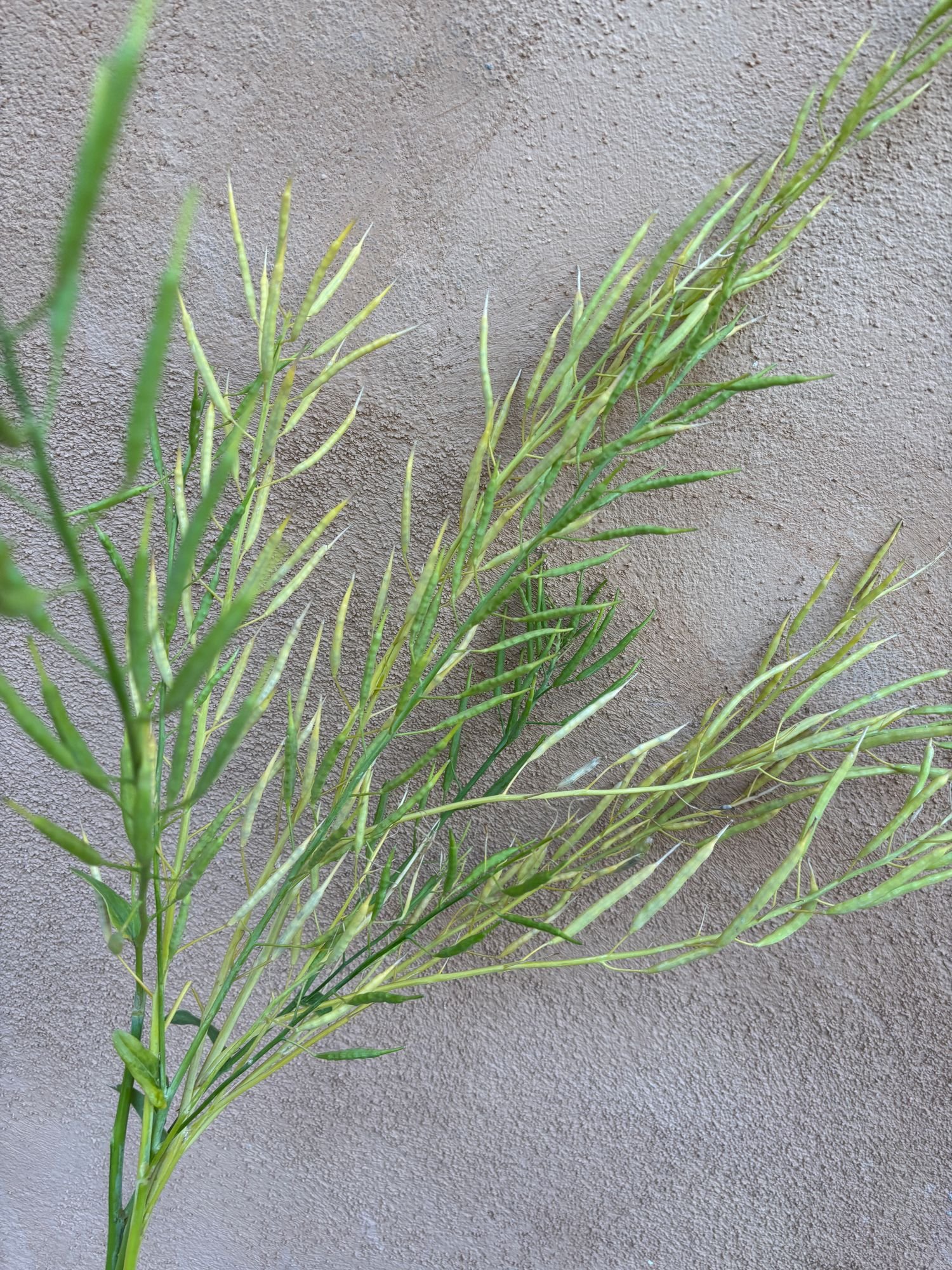 Brassica Pods