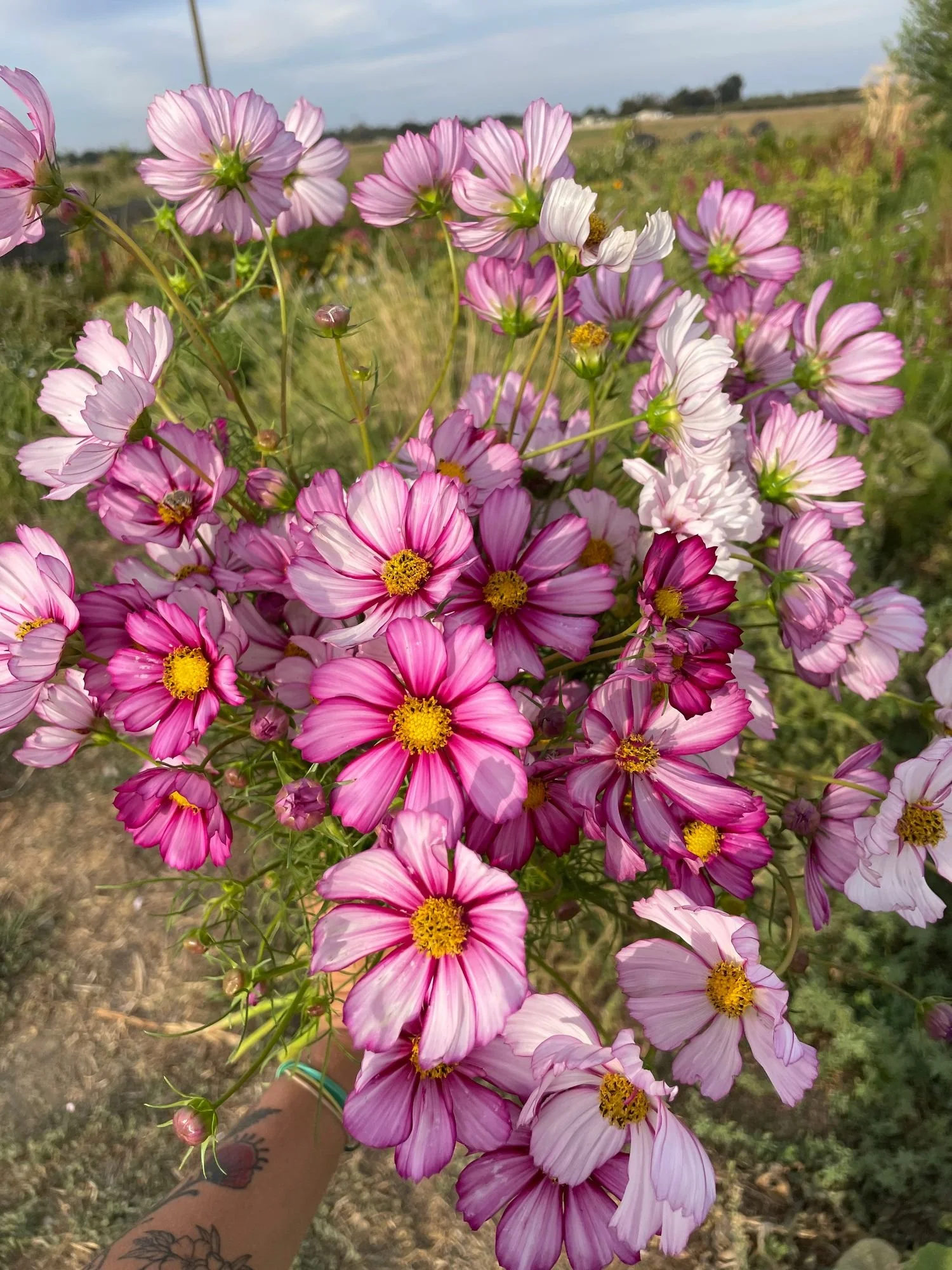 COSMOS bipinnatus Red Illusion