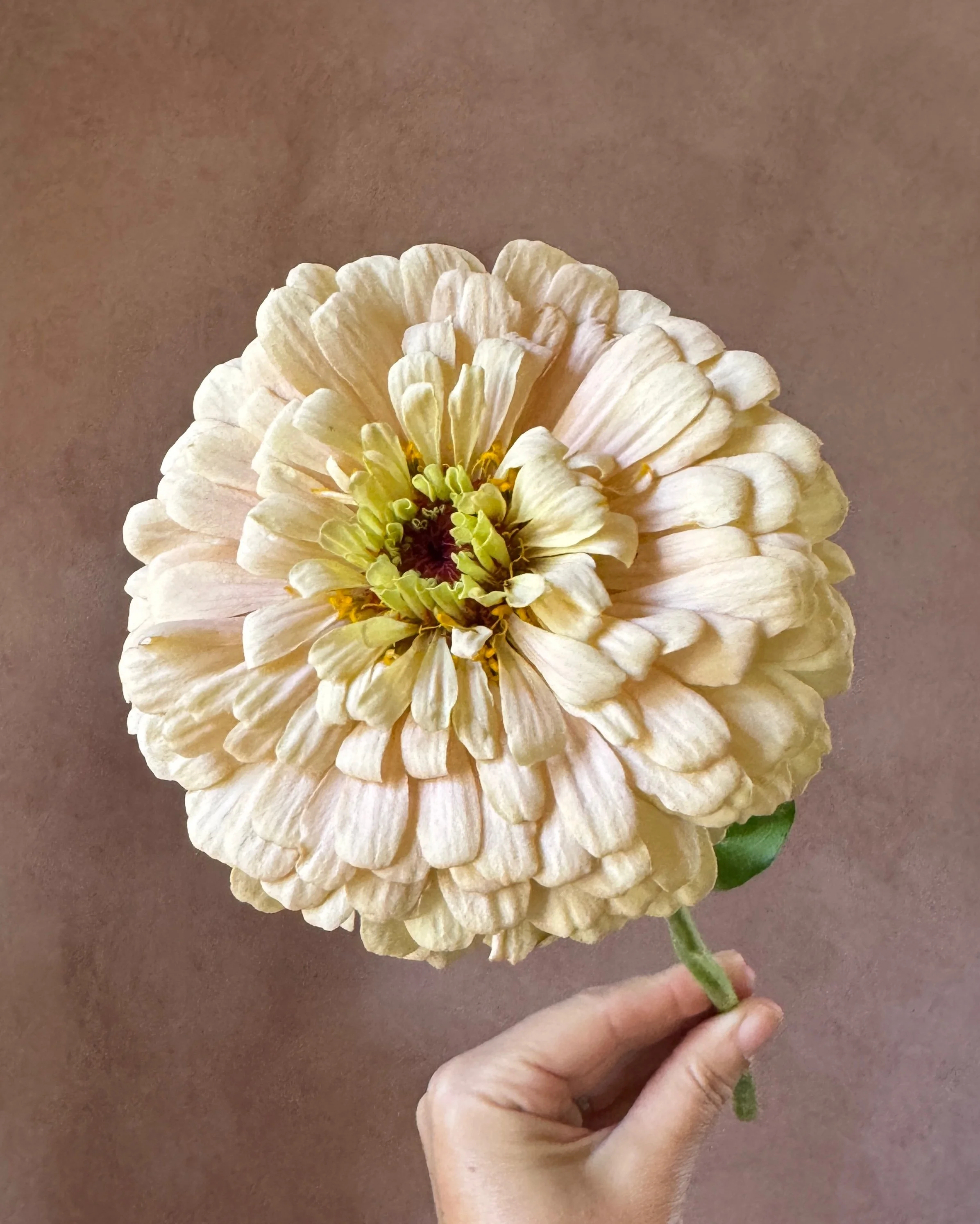 ZINNIA elegans Linen
