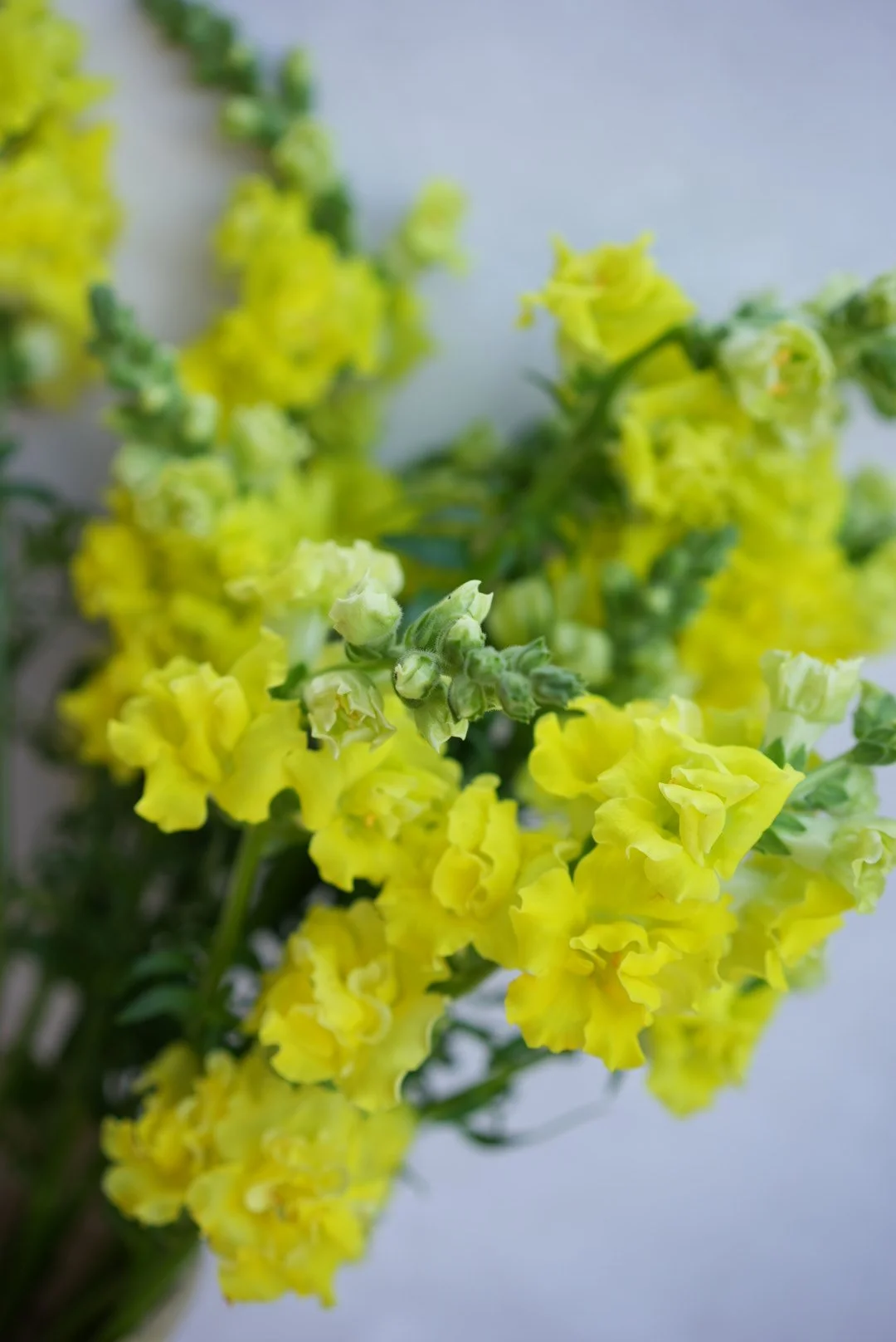 ANTIRRHINUM majus Chantilly Light Yellow