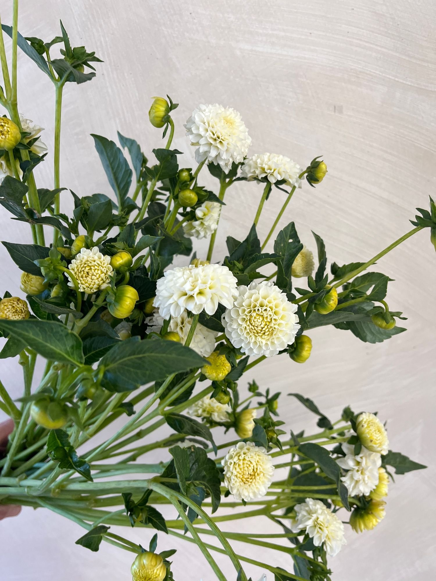 Dahlia 'White Aster'
