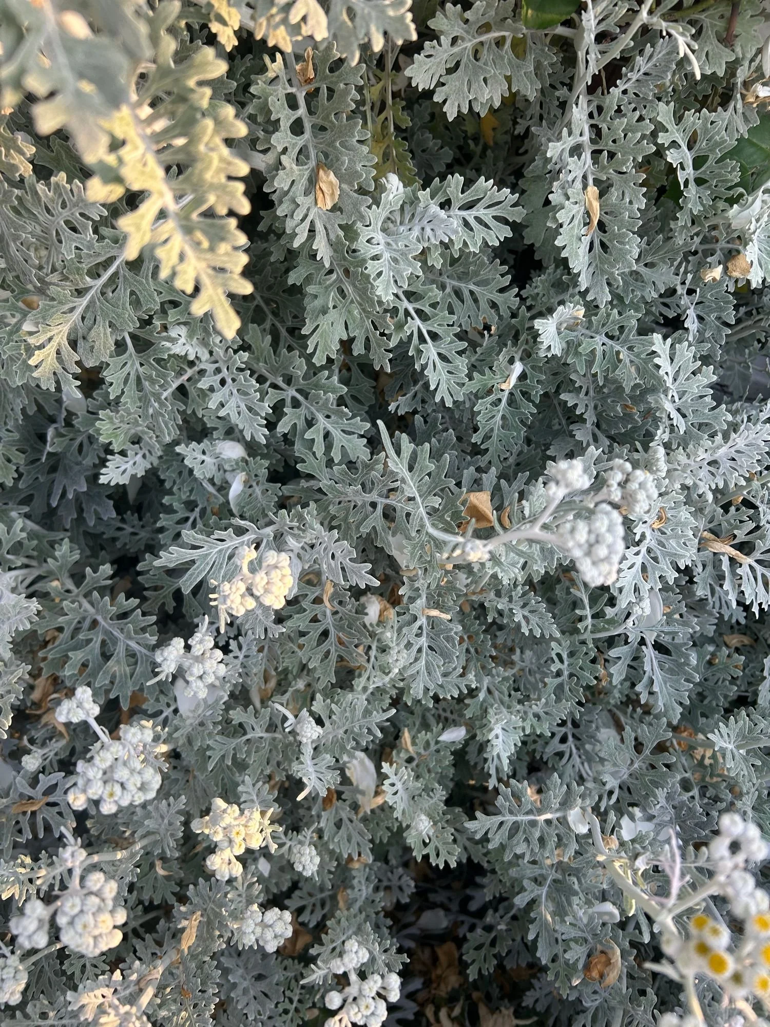 SENECIO cineraria