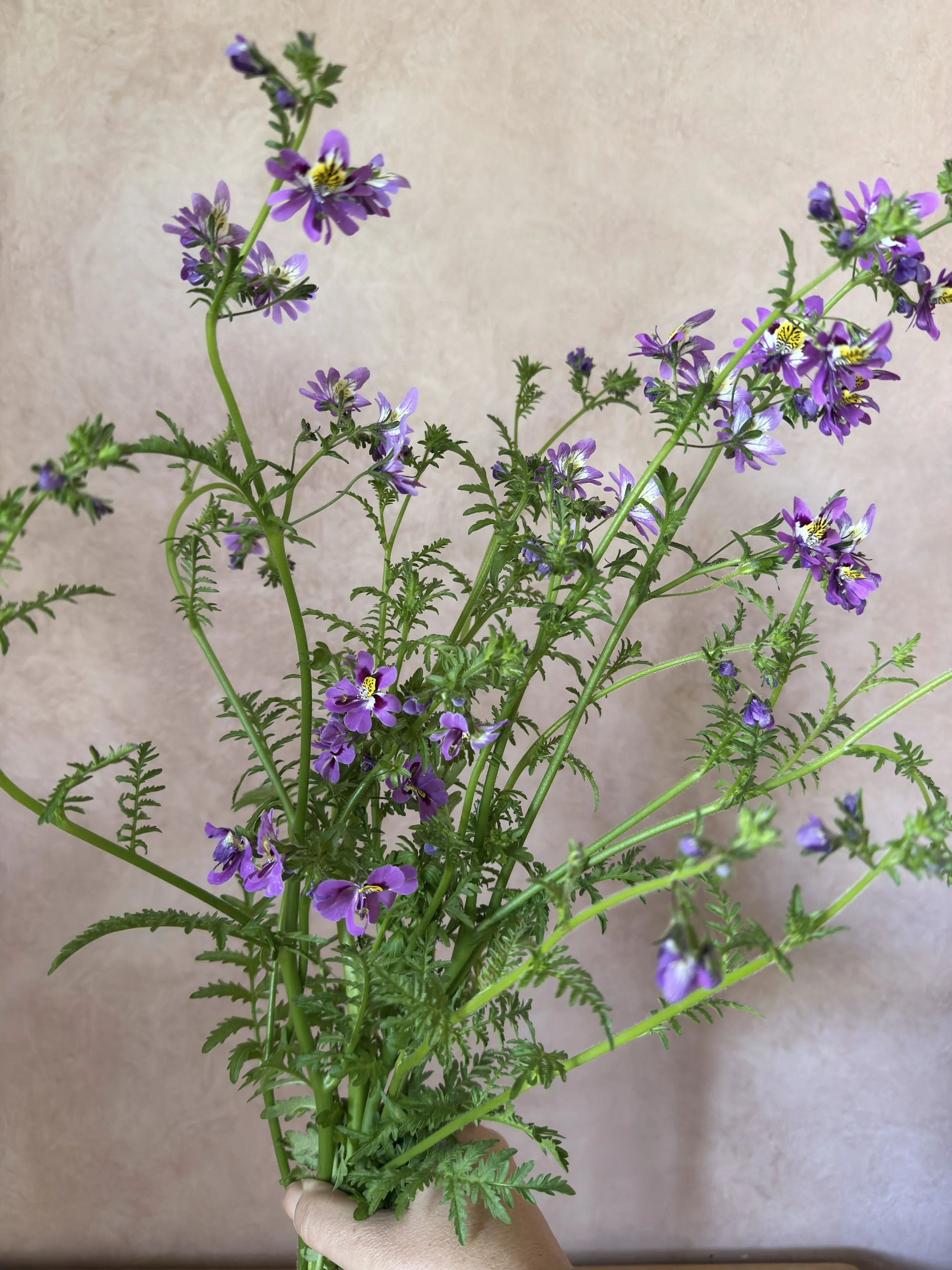 SCHIZANTHUS pinnatus