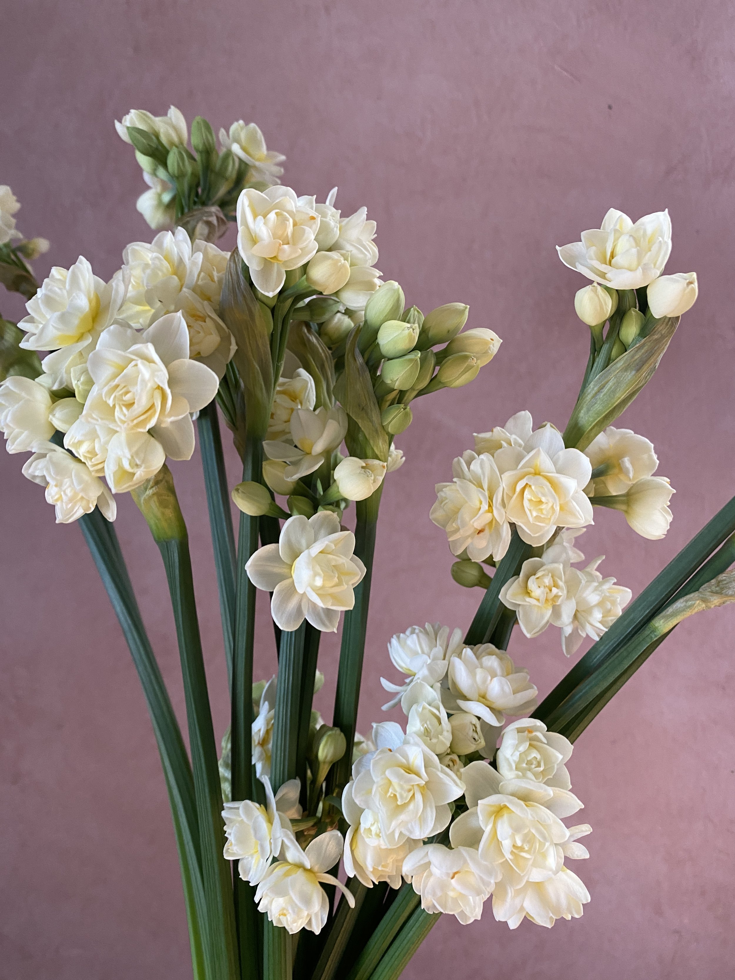 Narcissus 'Earlicher'