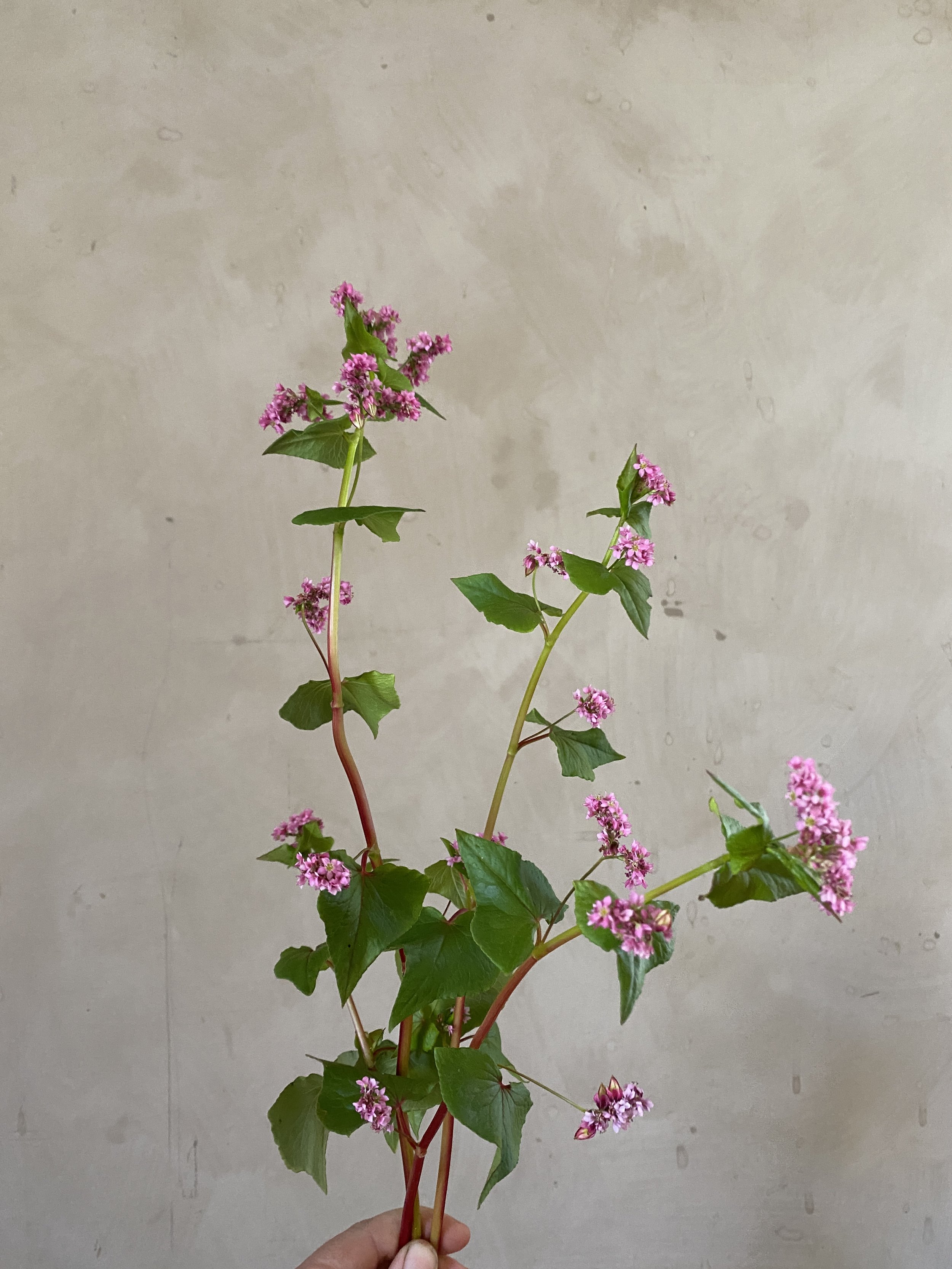 Fagopyrum esculentum 'Buckwheat Ruby'