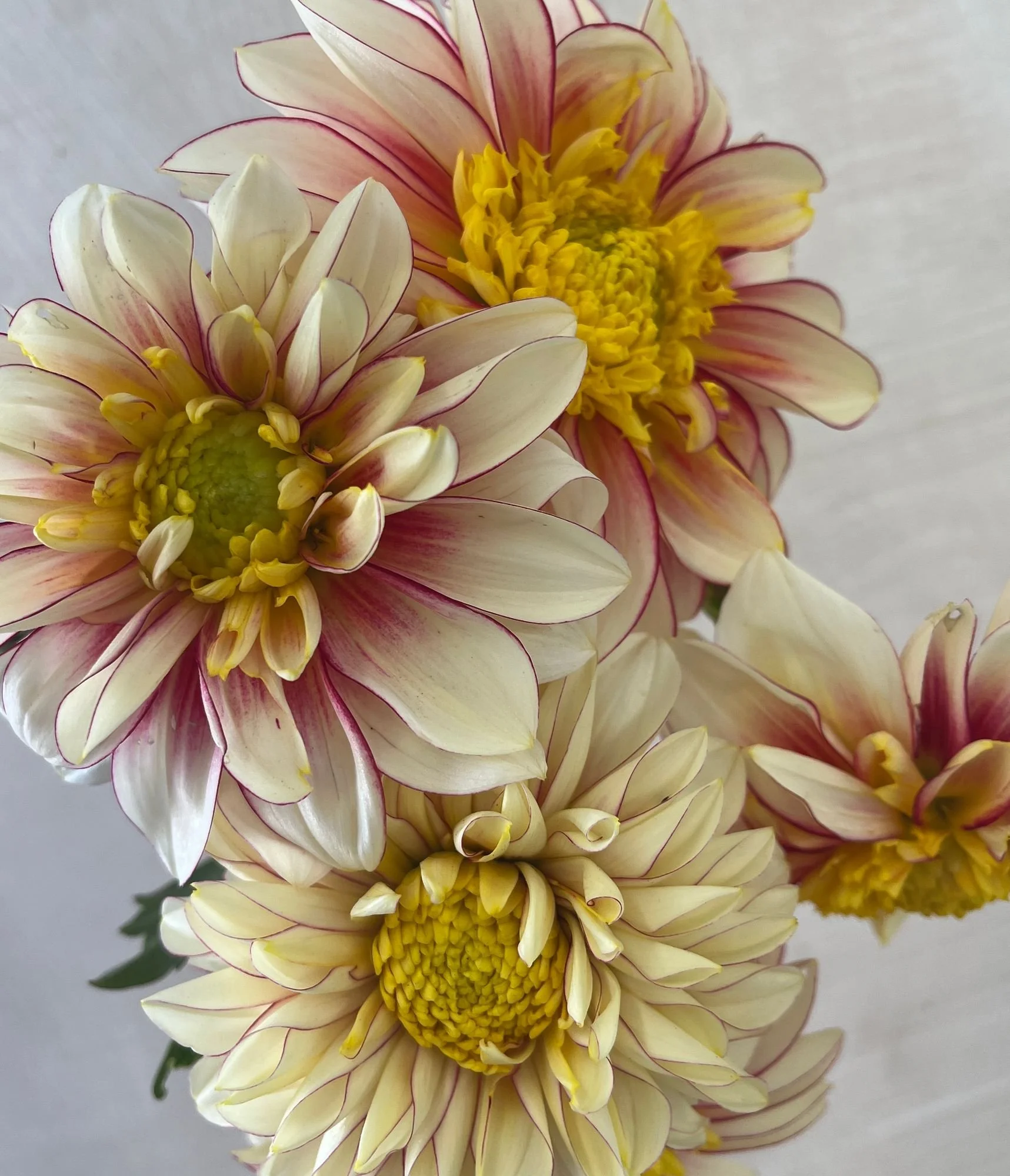 DAHLIA Polka