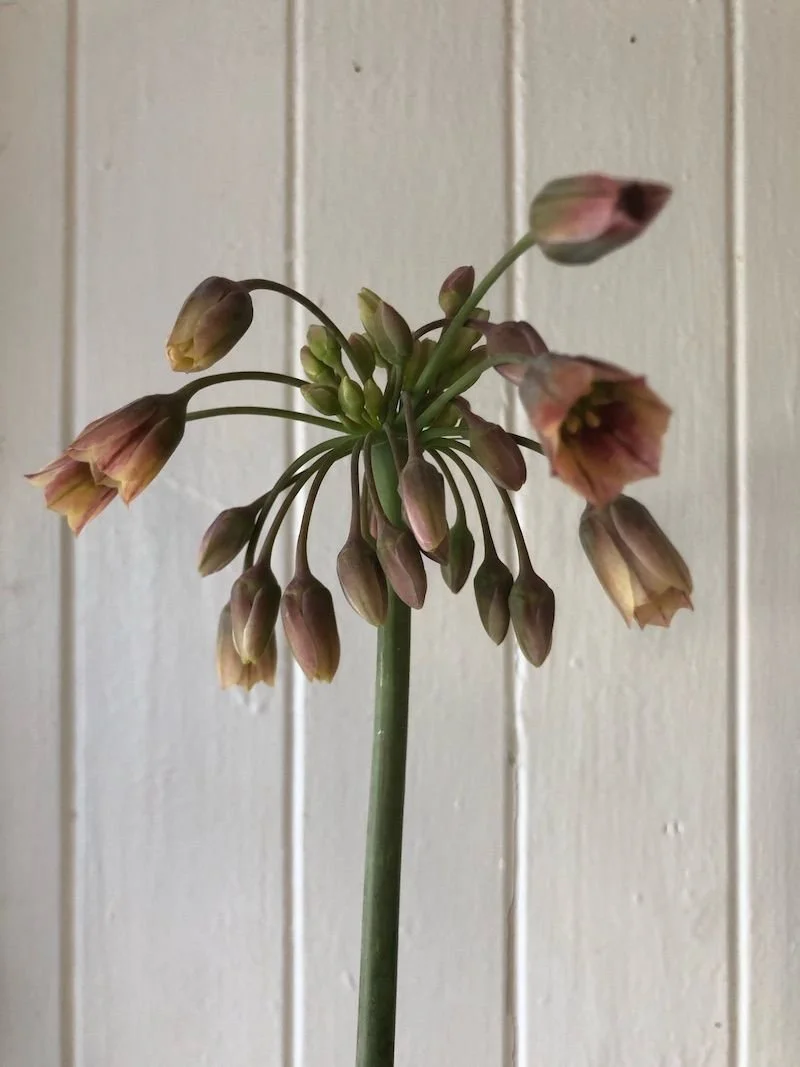 Nectaroscordum siculum (Sicilian Honey Garlic)