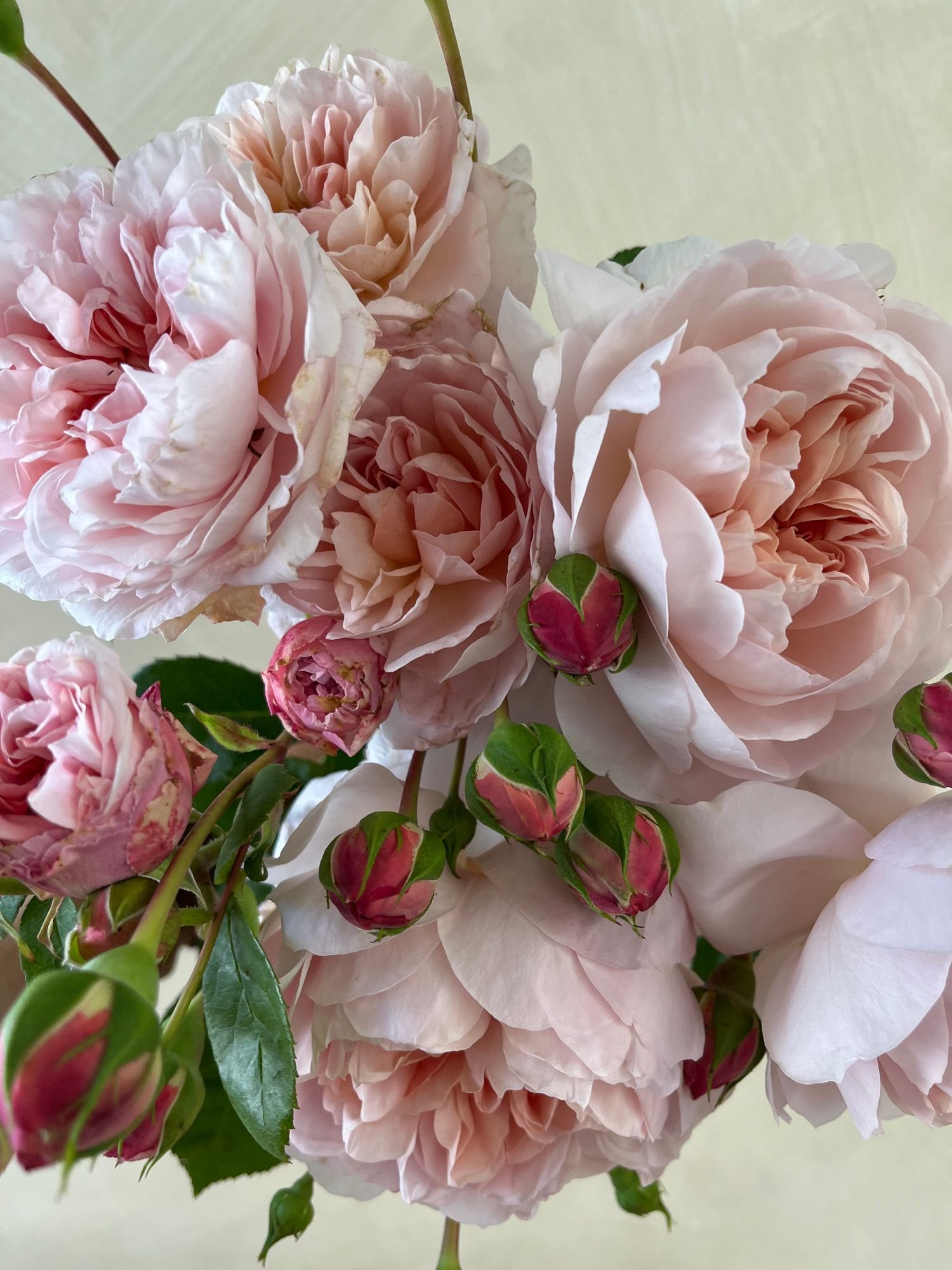 ROSA hybrida Wildeve