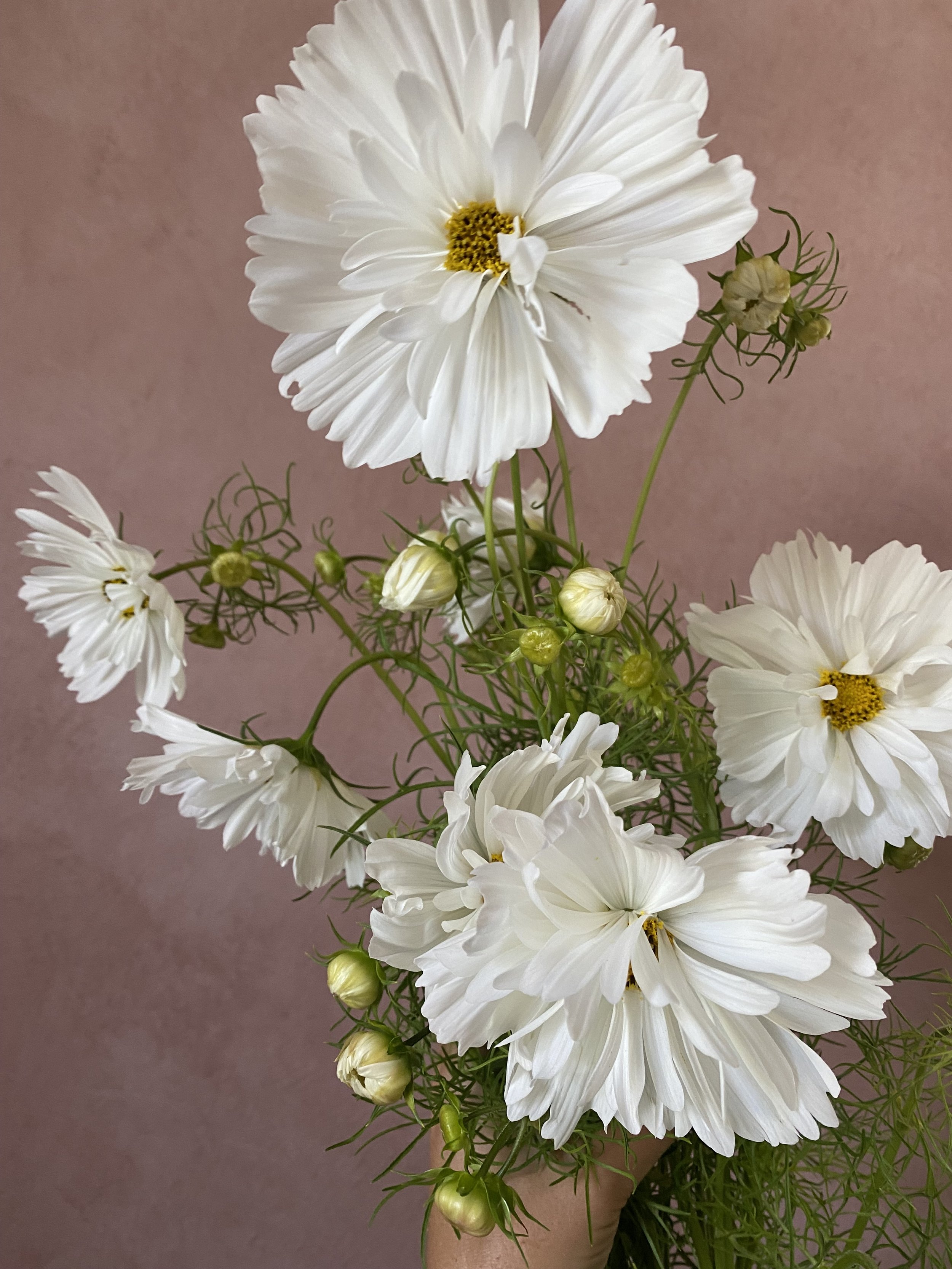 Cosmos 'Psyche White'