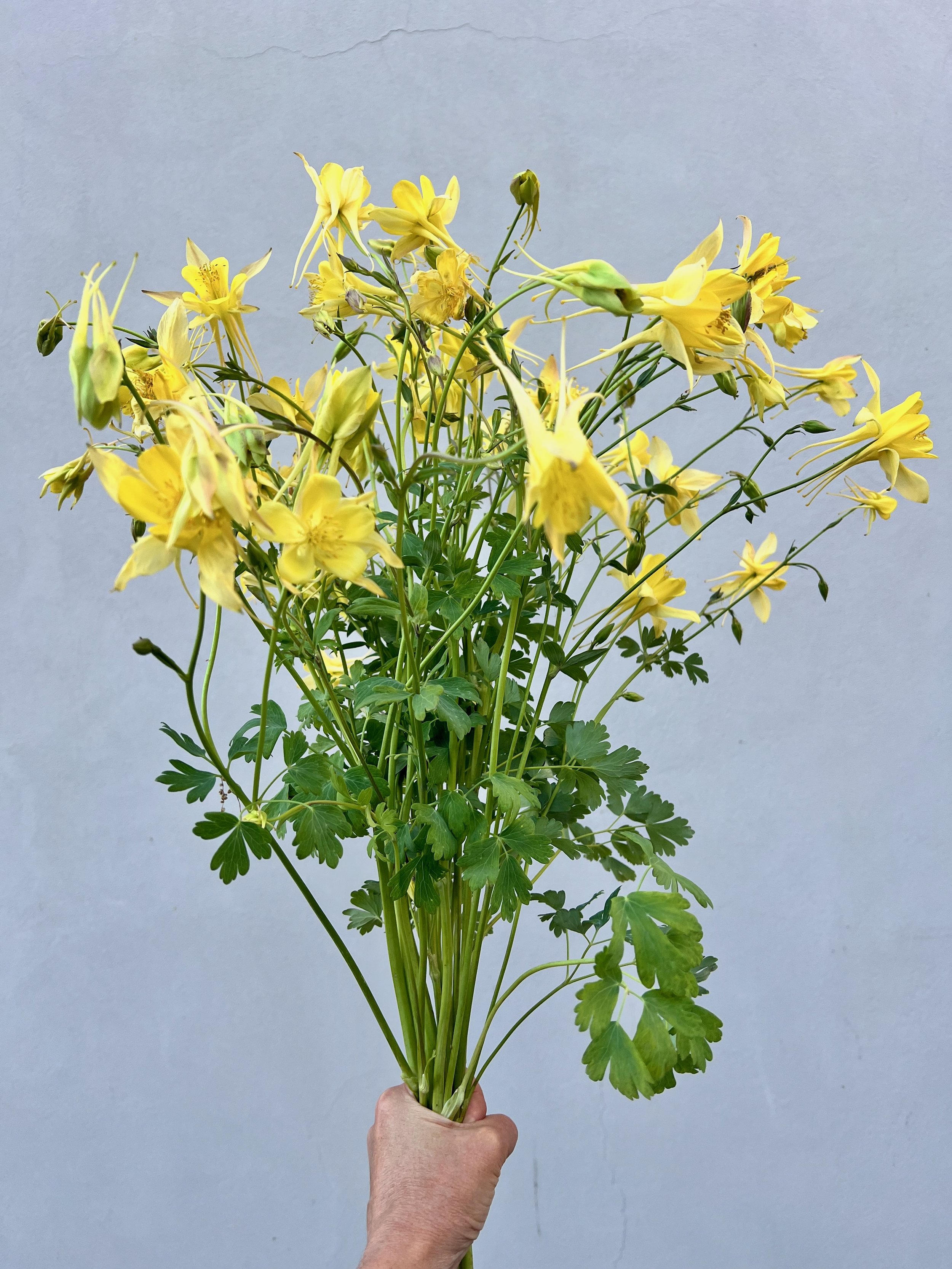 AQUILEGIA chrysantha Yellow Queen