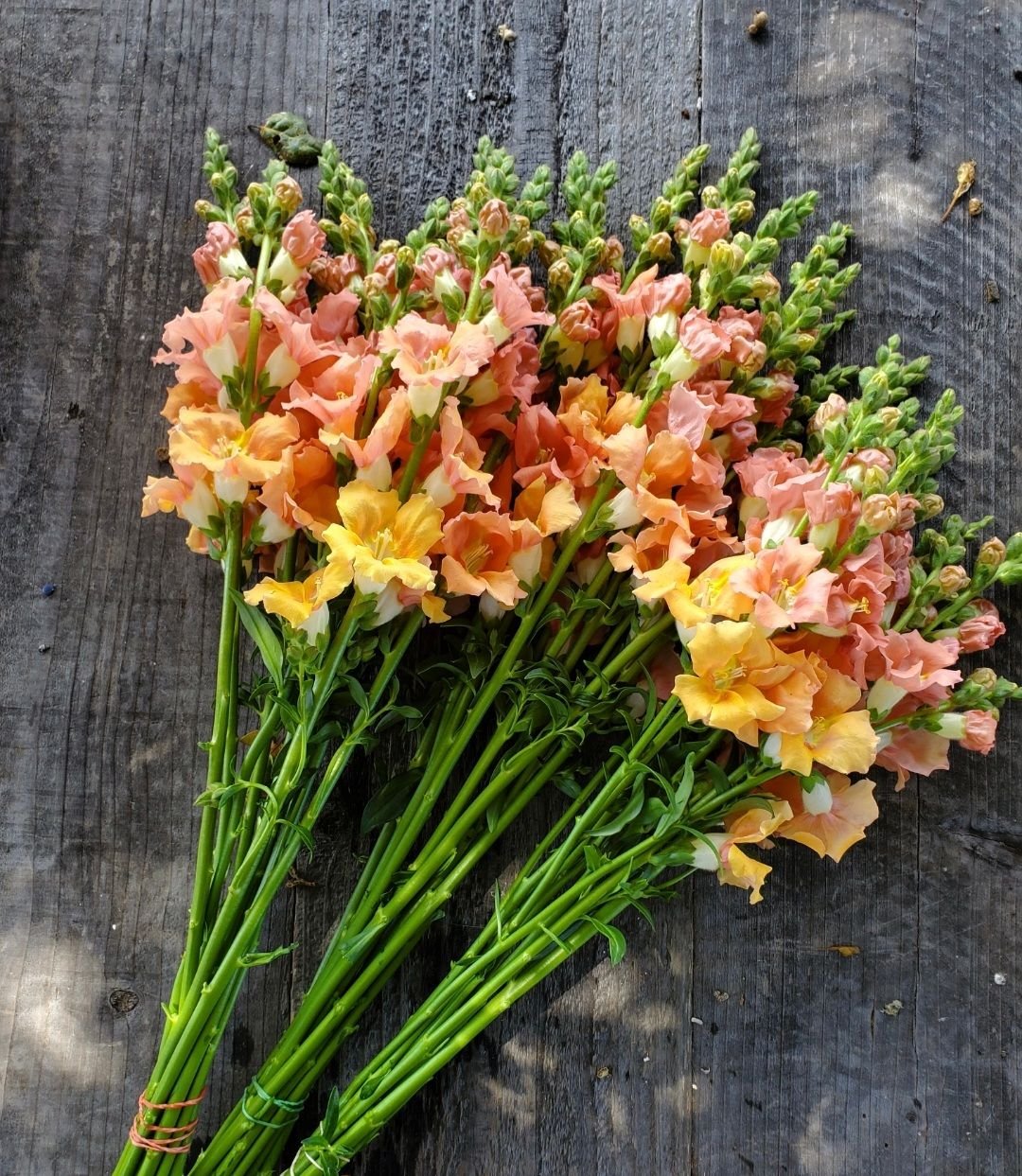 Snapdragon 'Chantilly Light Salmon'