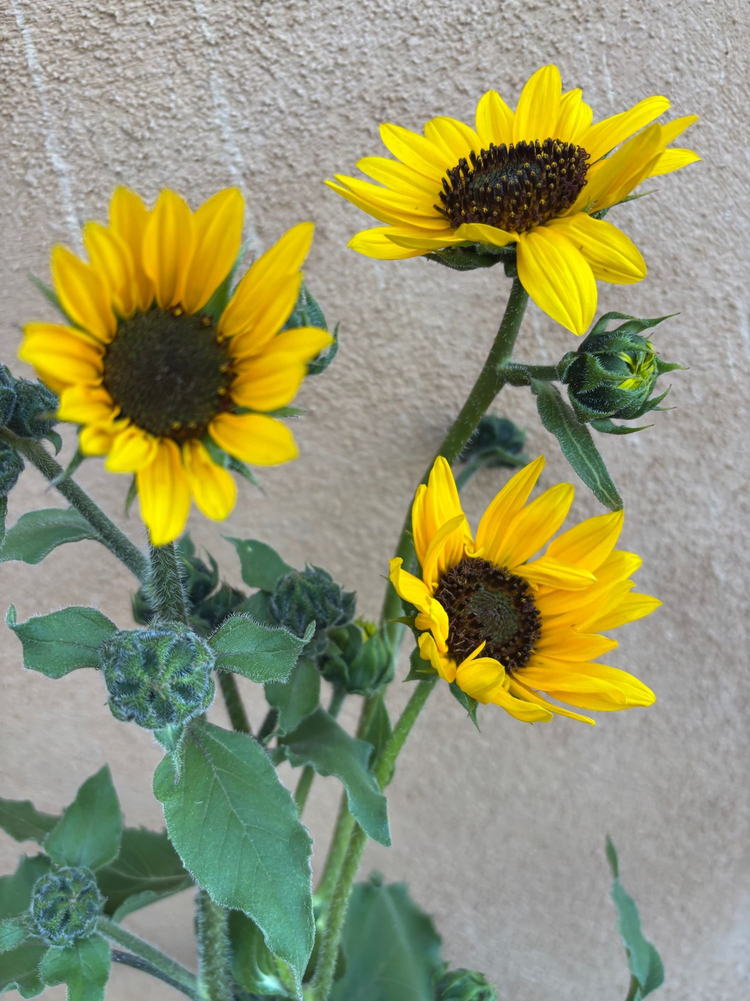 HELIANTHUS annuus