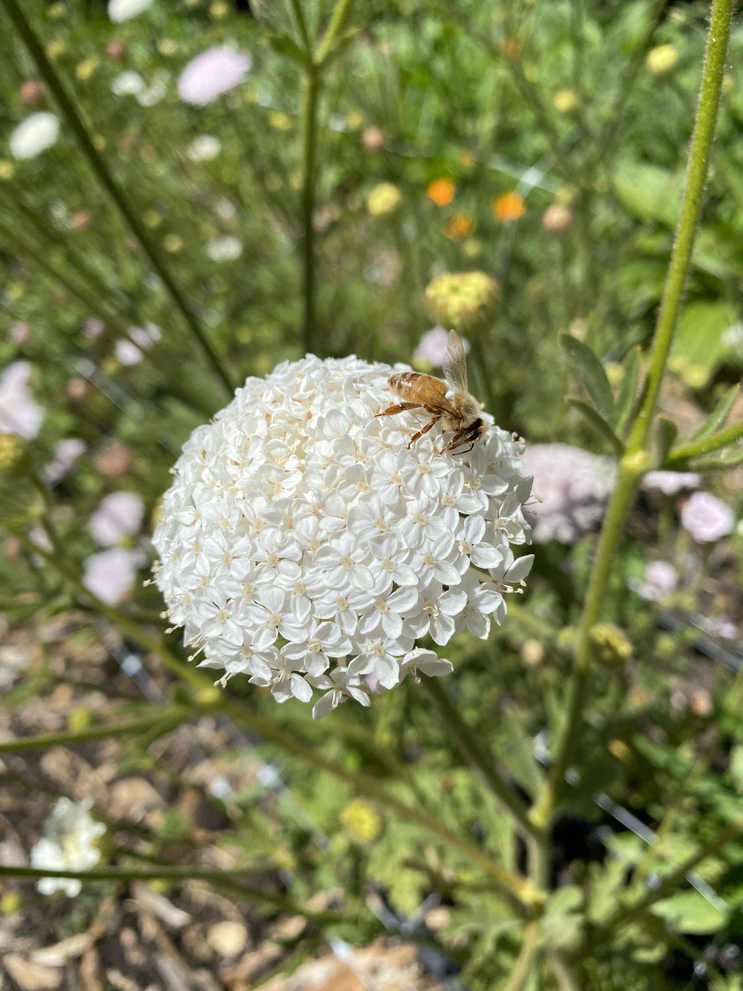 Didiscus 'Lacey White'