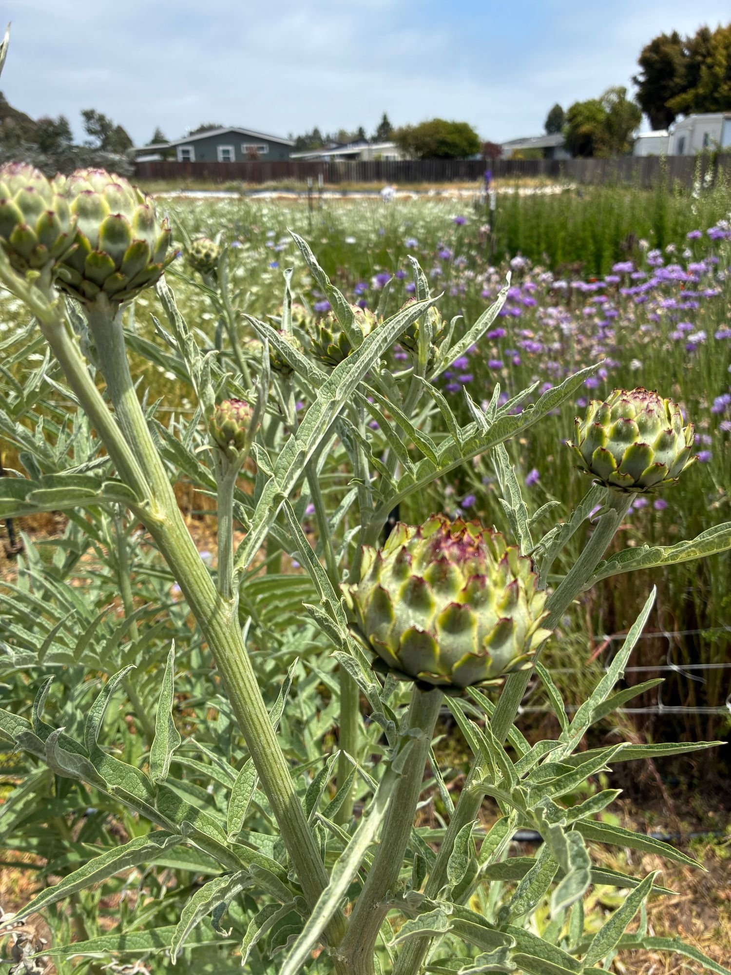 CYNARA cardunculus w/ Fruit