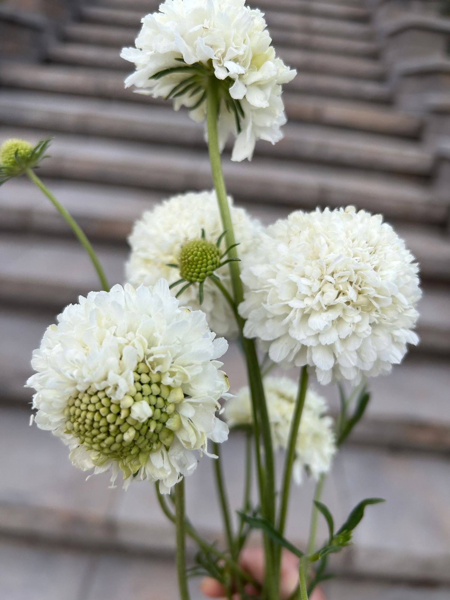 SCABIOSA atropurpurea Snowmaiden