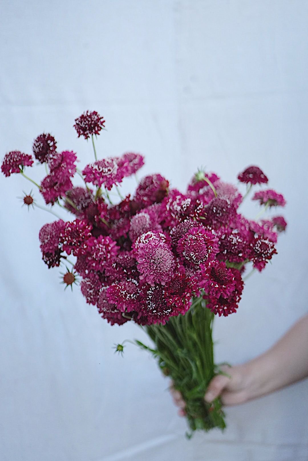 SCABIOSA Hot Pink