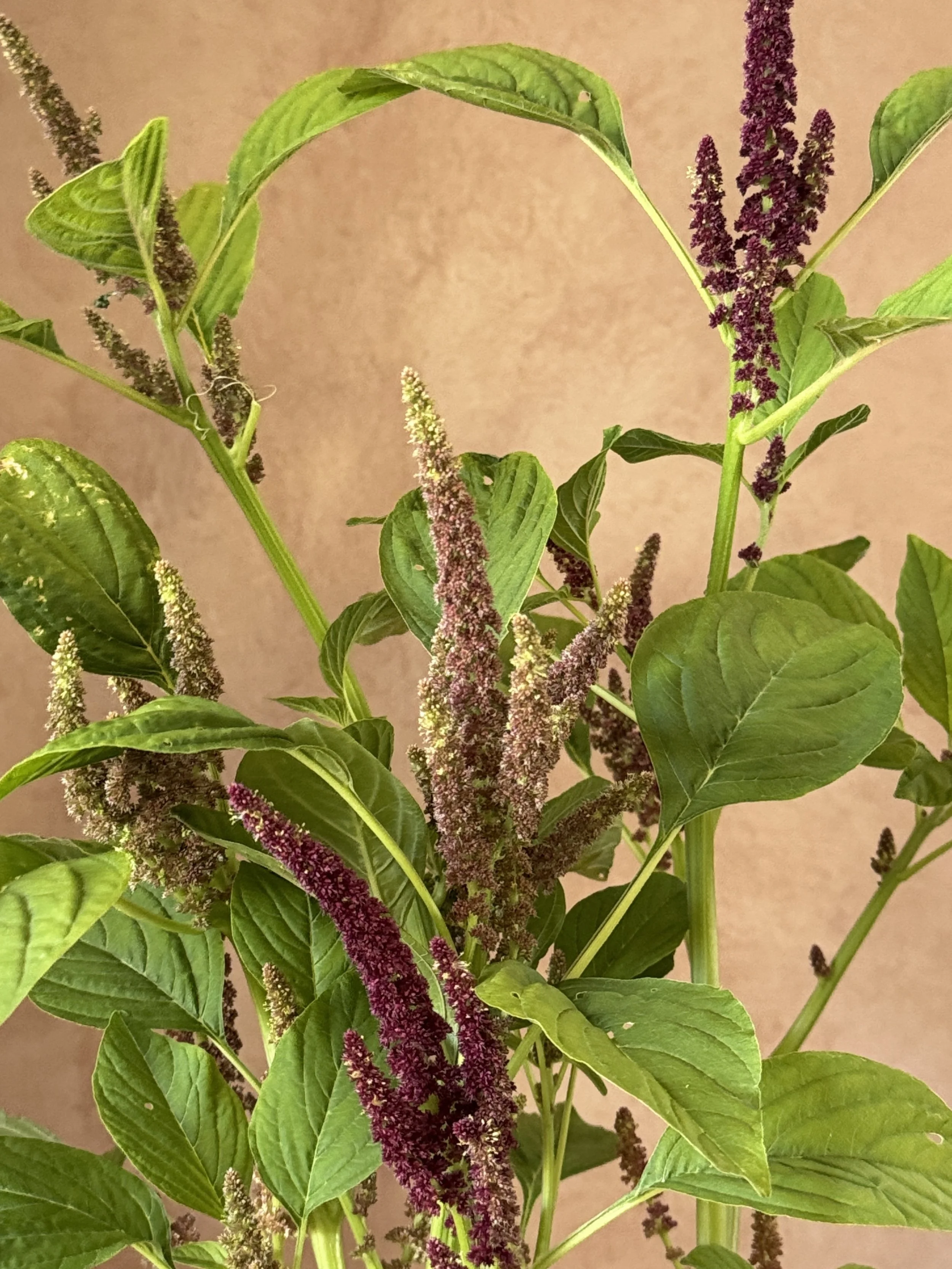 AMARANTHUS cruentus Sunset Goldilocks