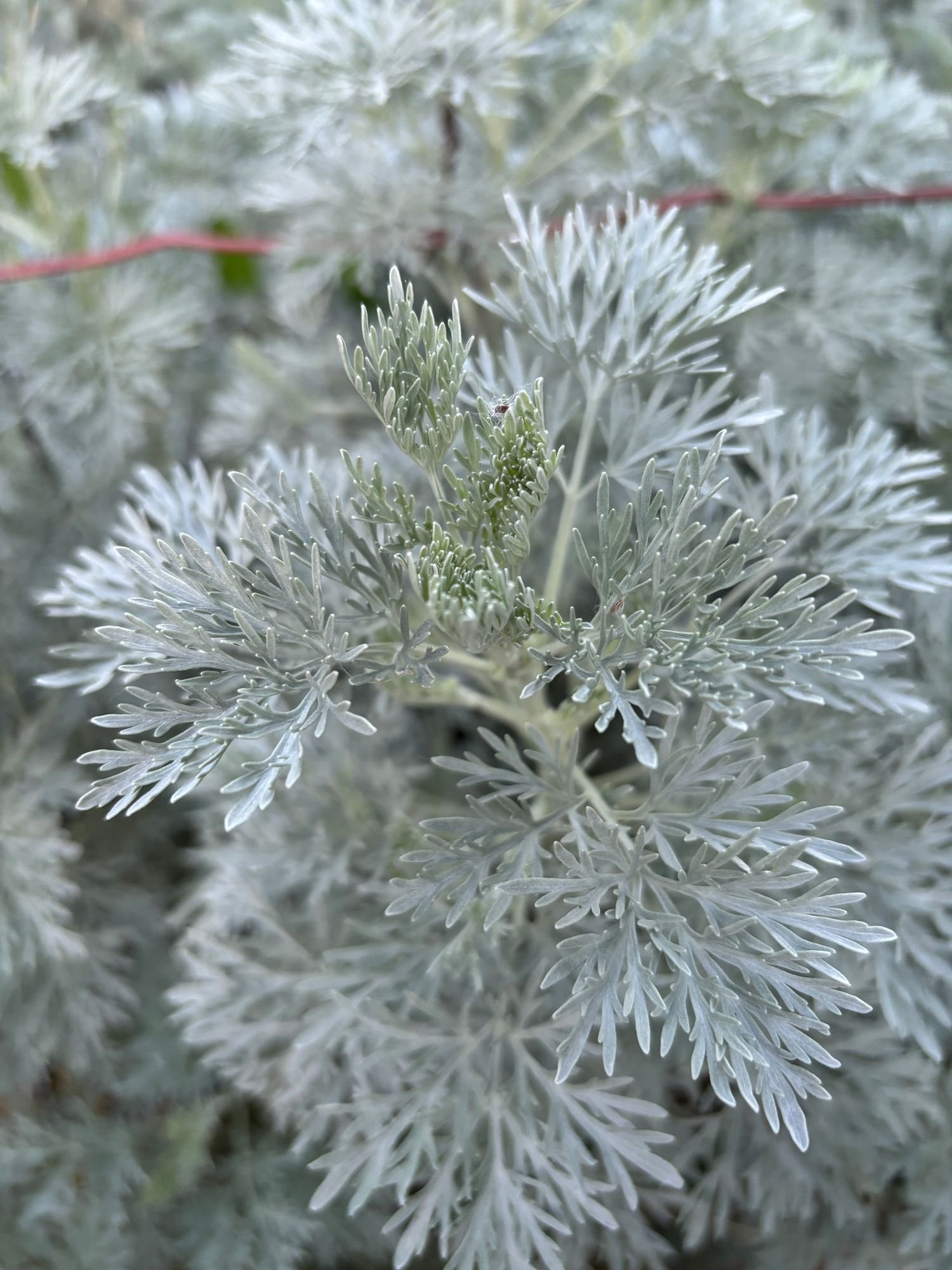 Artemisia Wormwood