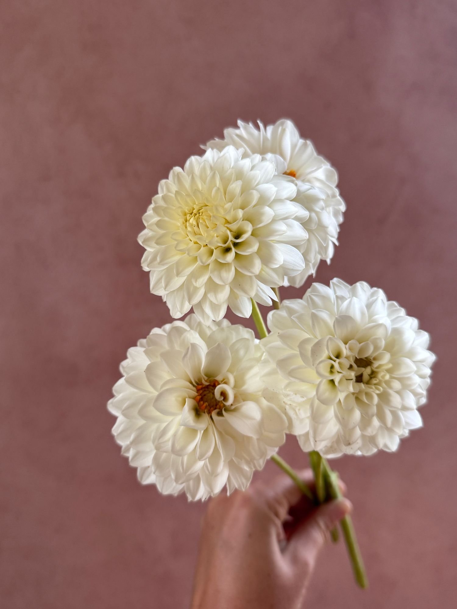 DAHLIA Petra's Wedding