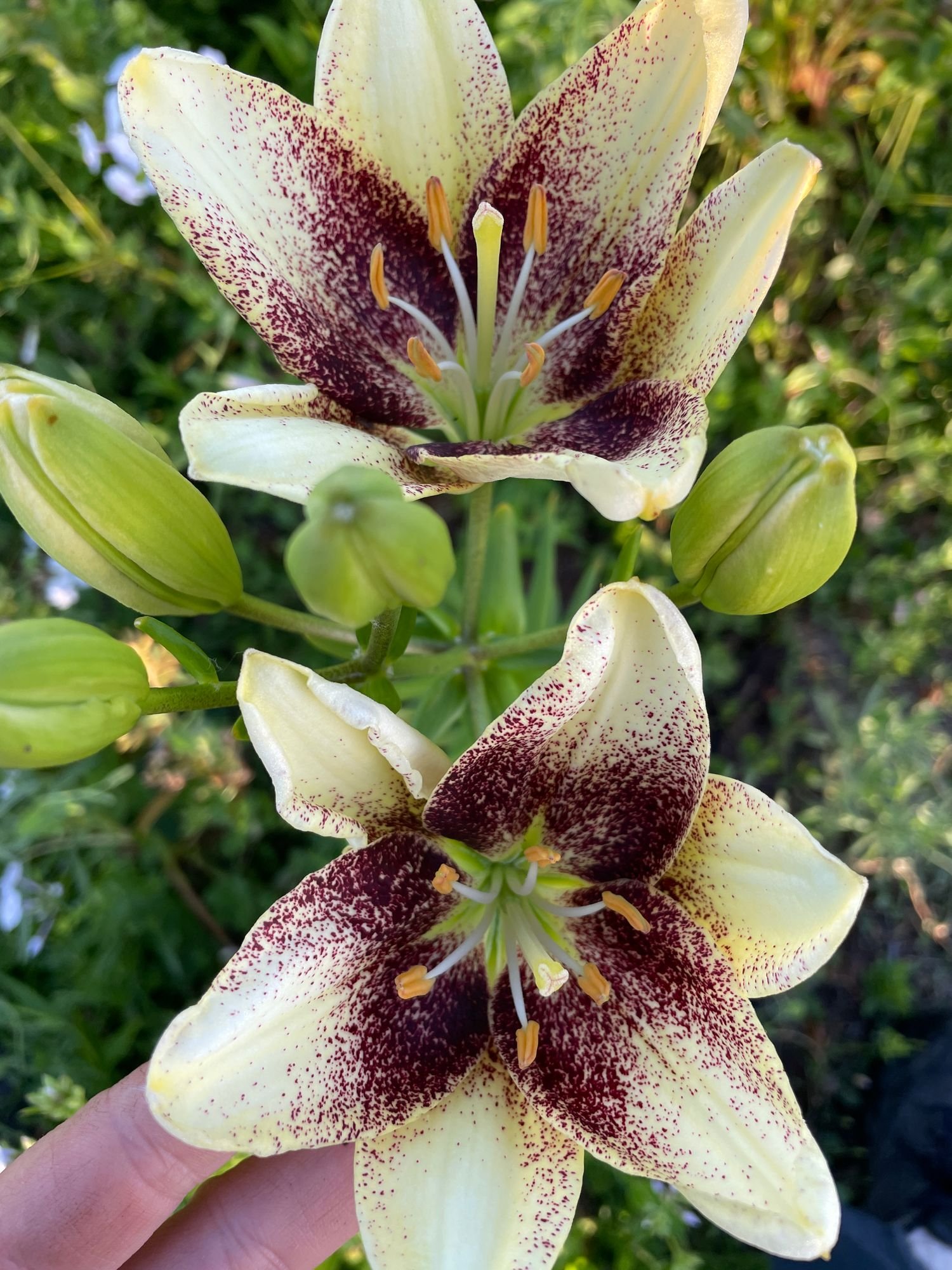 Lily 'Easy Spot'