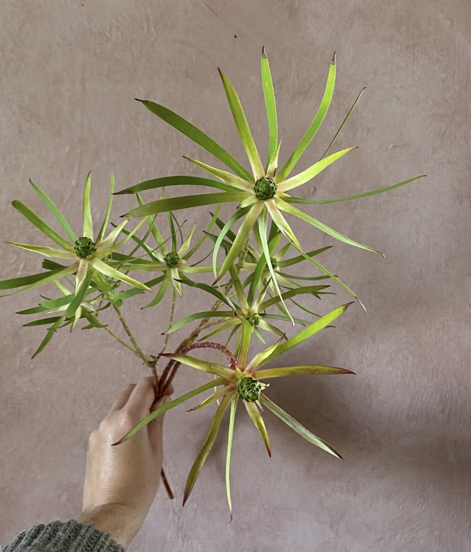 LEUCADENDRON eucalyptifolium Deacon Yellow