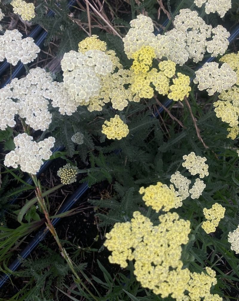 ACHILLEA x Moon Dust