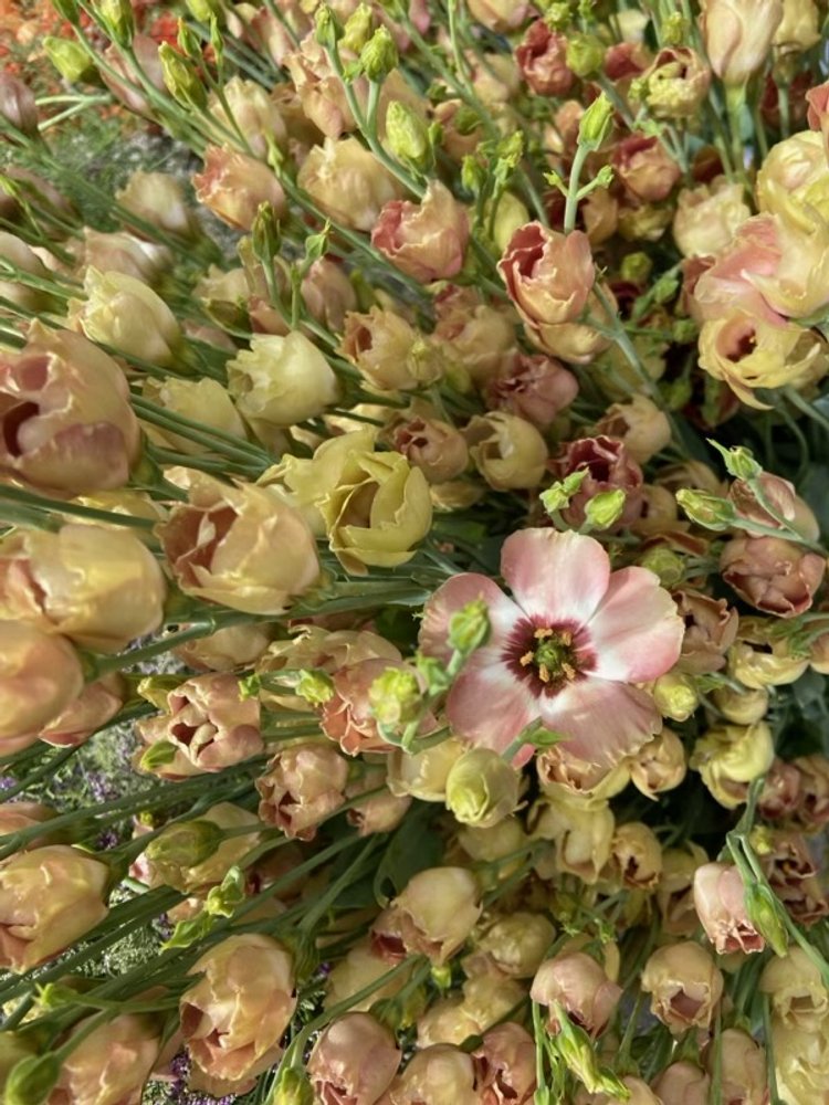 Lisianthus 'Puccino Chocolate'