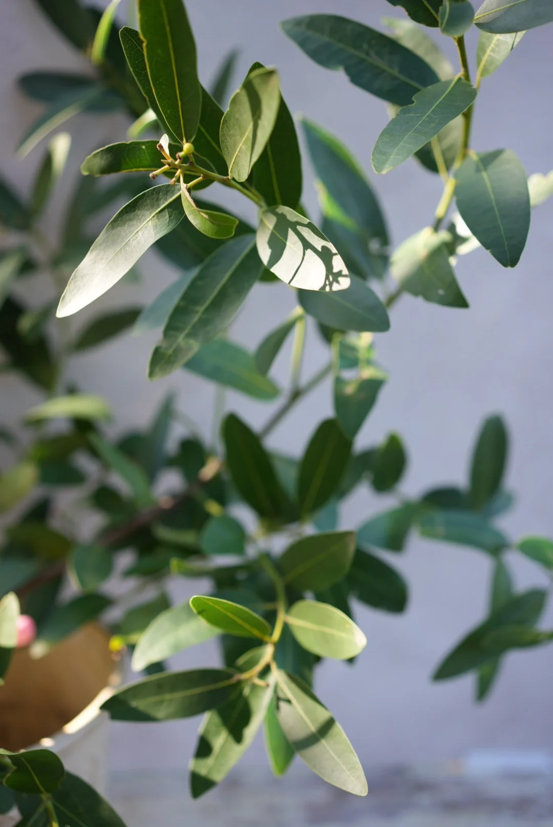 UMBELLULARIA californica