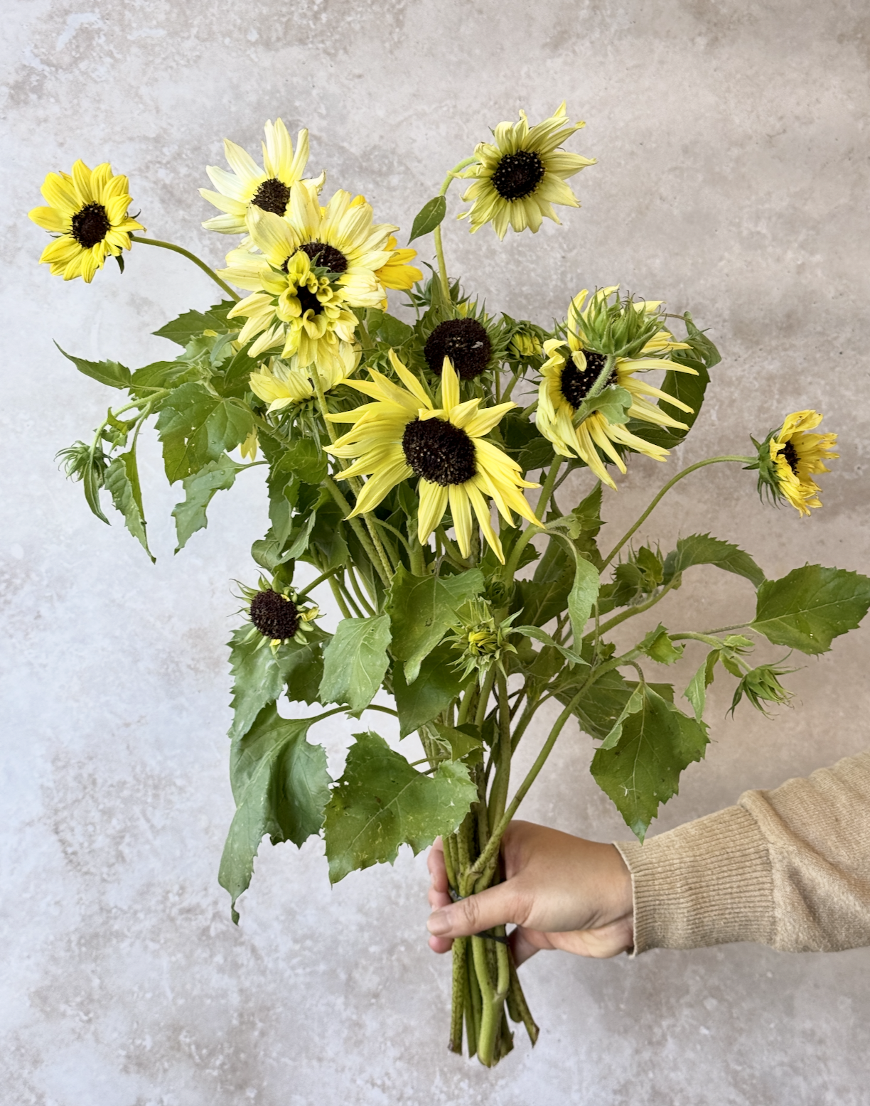HELIANTHUS annuus Italian White