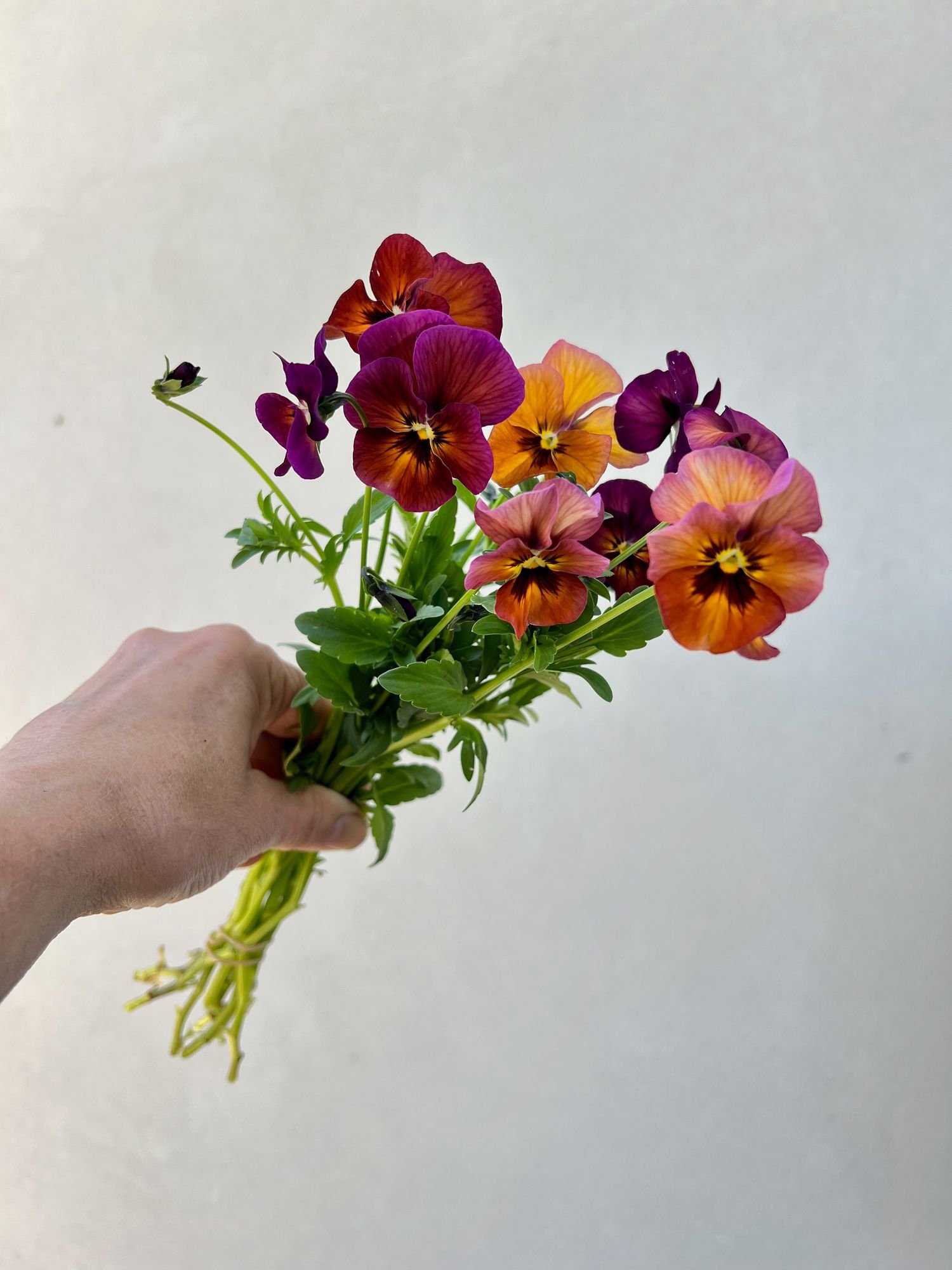 VIOLA x wittrockiana Nature Mulberry Shades