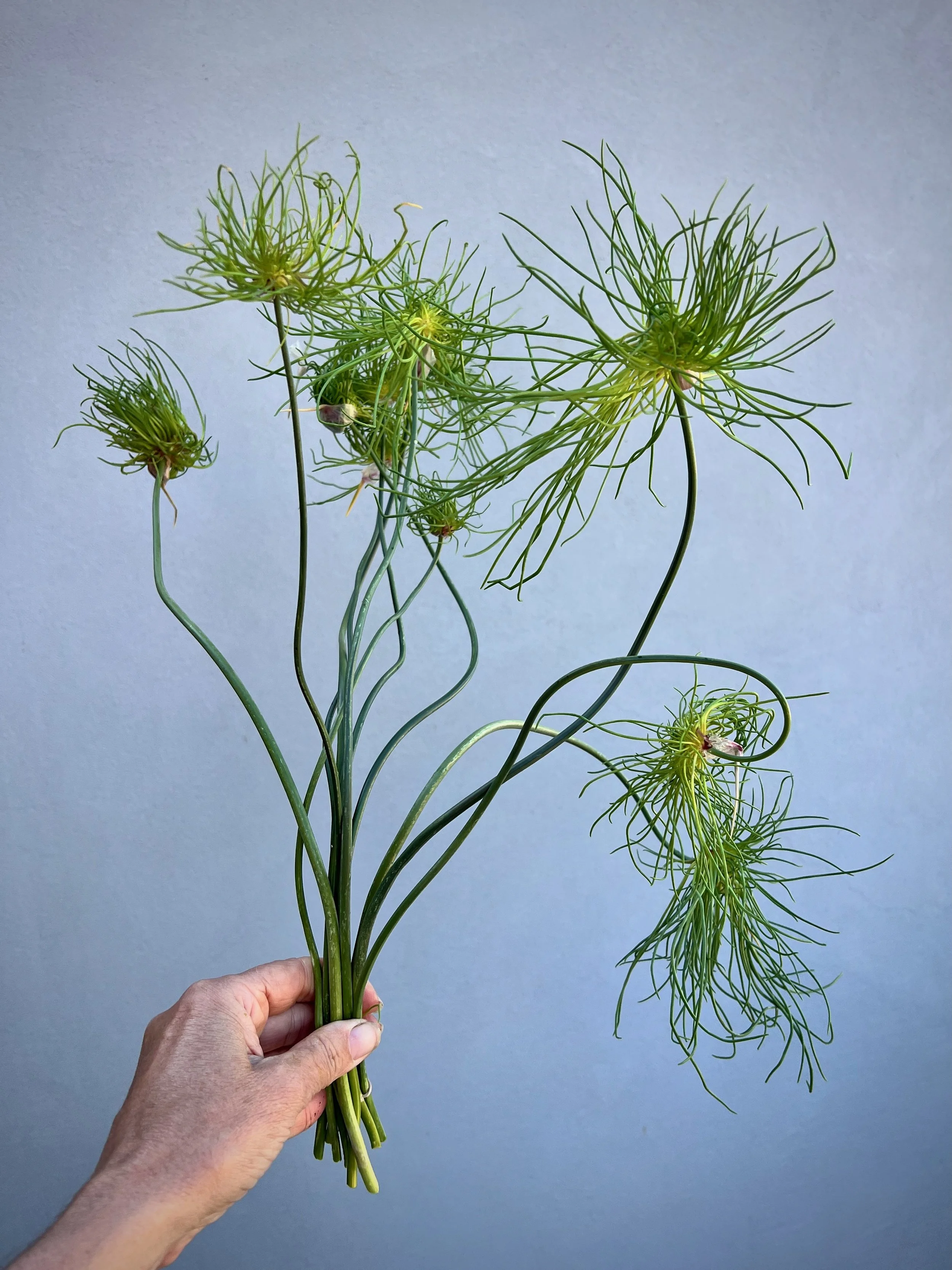 ALLIUM vineale Hair