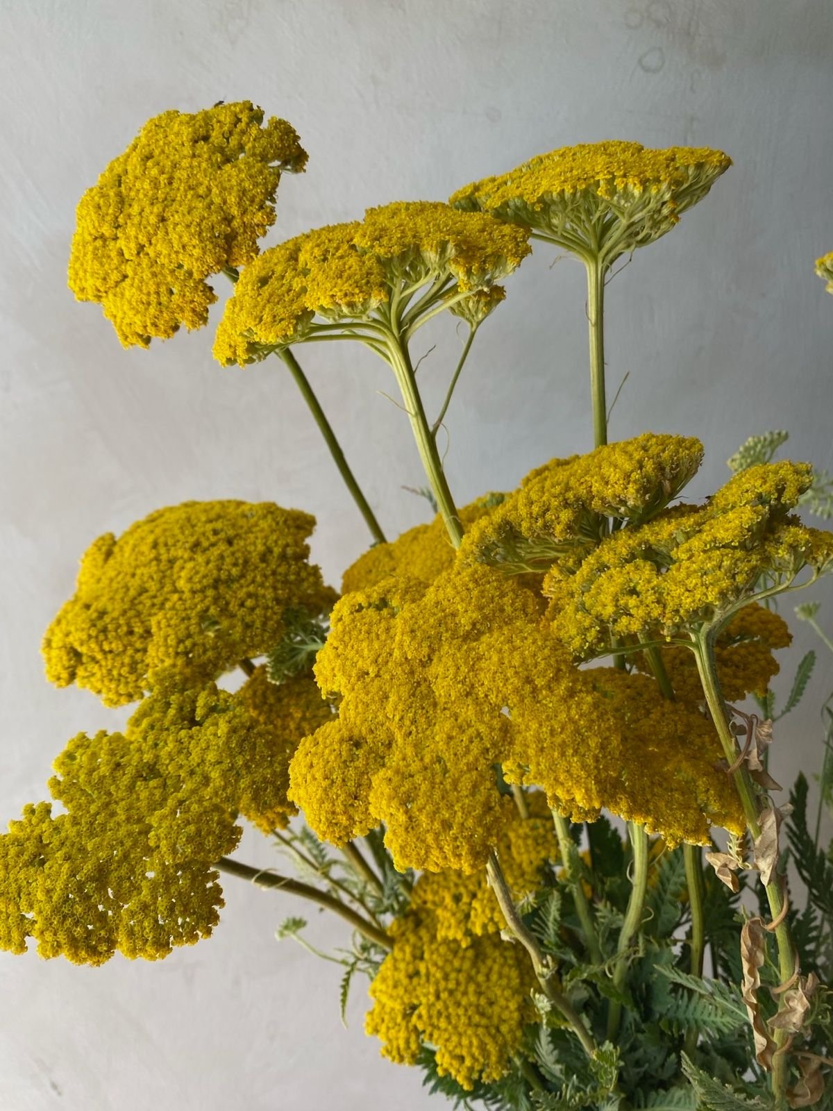 ACHILLEA filipendulina Cloth of Gold