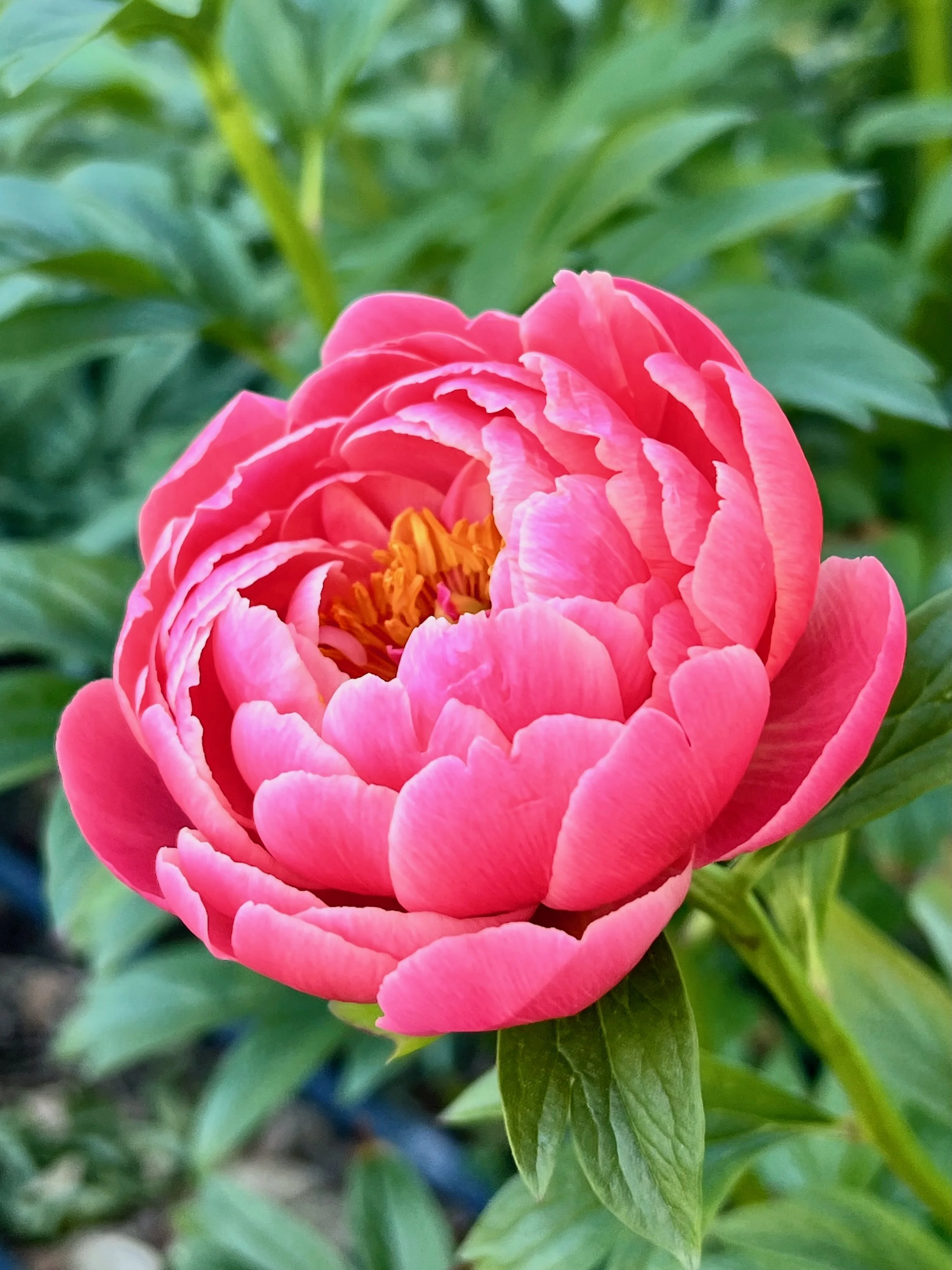 PAEONIA lactiflora Coral Charm