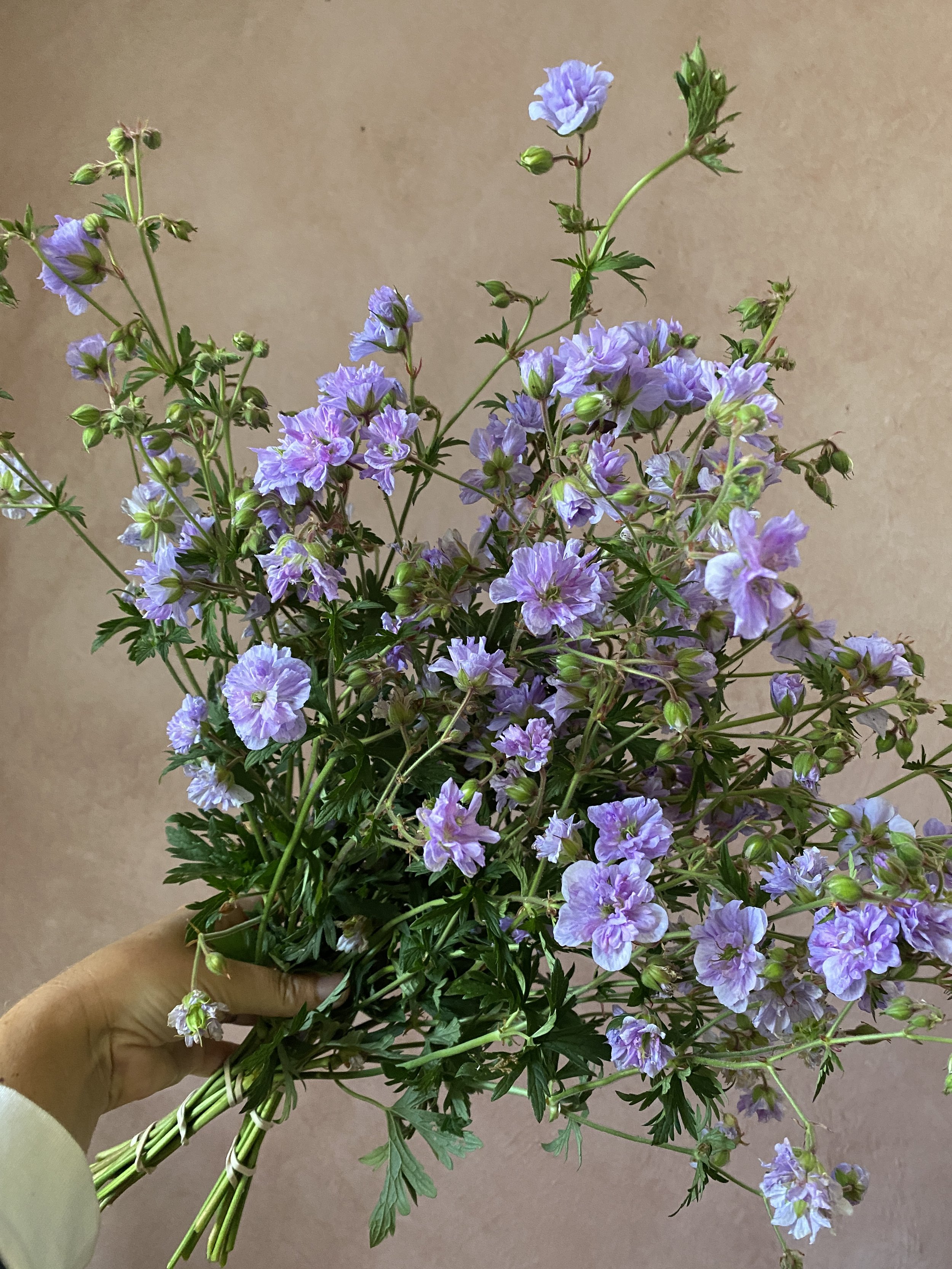 Geranium 'Cloud Nine'