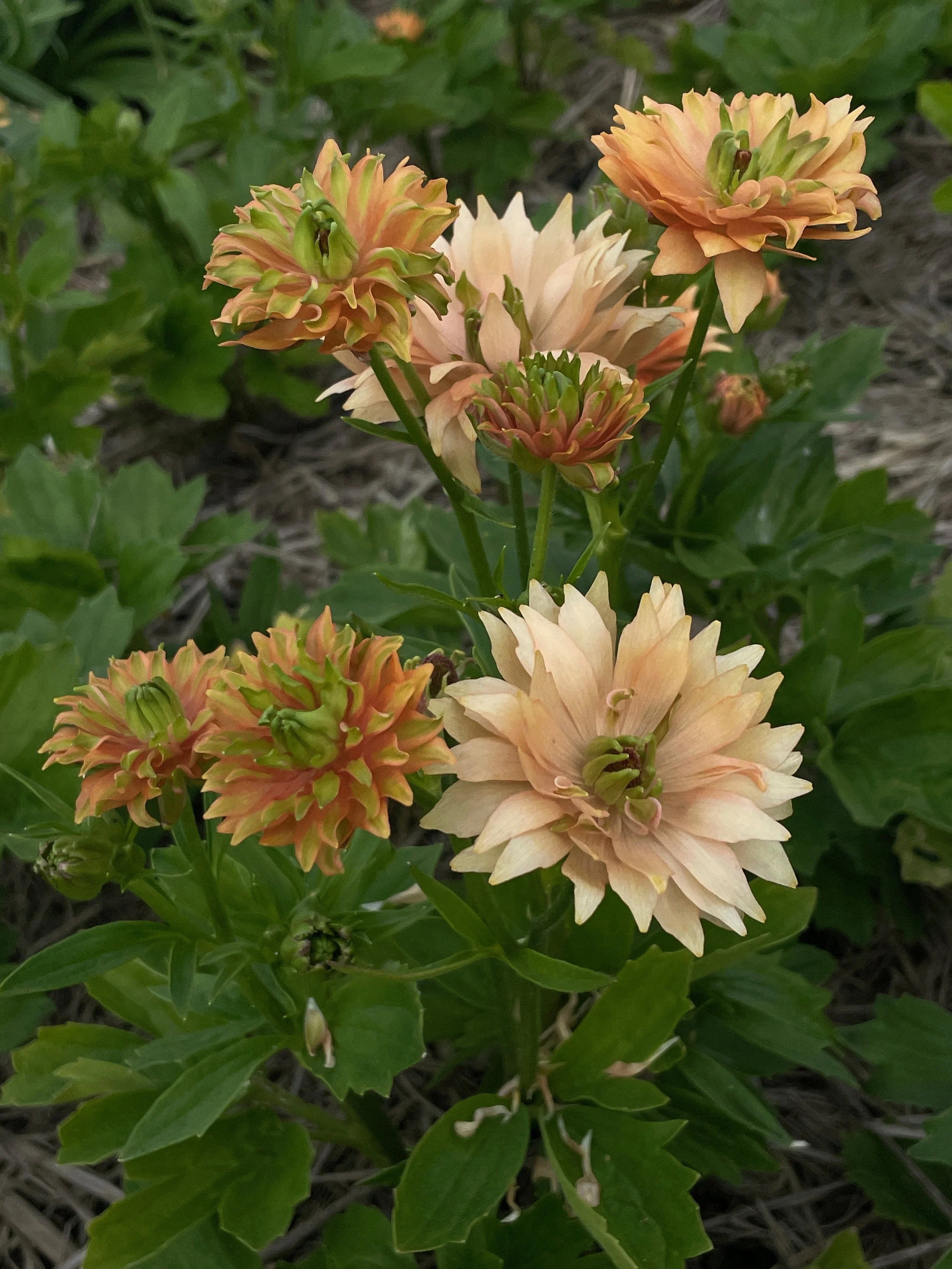 RANUNCULUS Natura Moderna 807